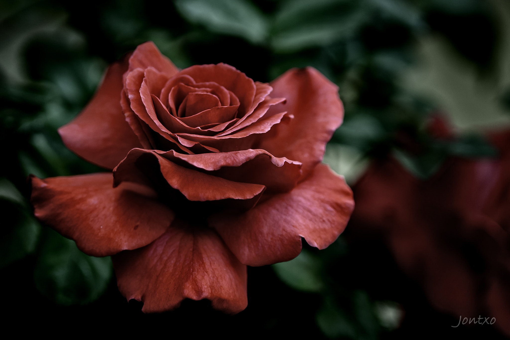 AF Micro-Nikkor 105mm f/2.8 sample photo. More roses 6 photography