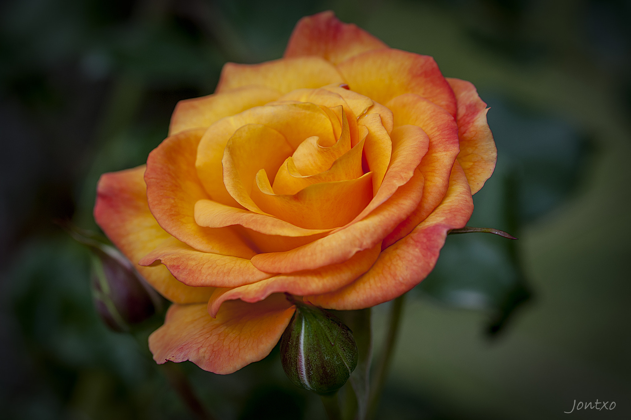 Nikon D300 + AF Micro-Nikkor 105mm f/2.8 sample photo. More roses 4 photography