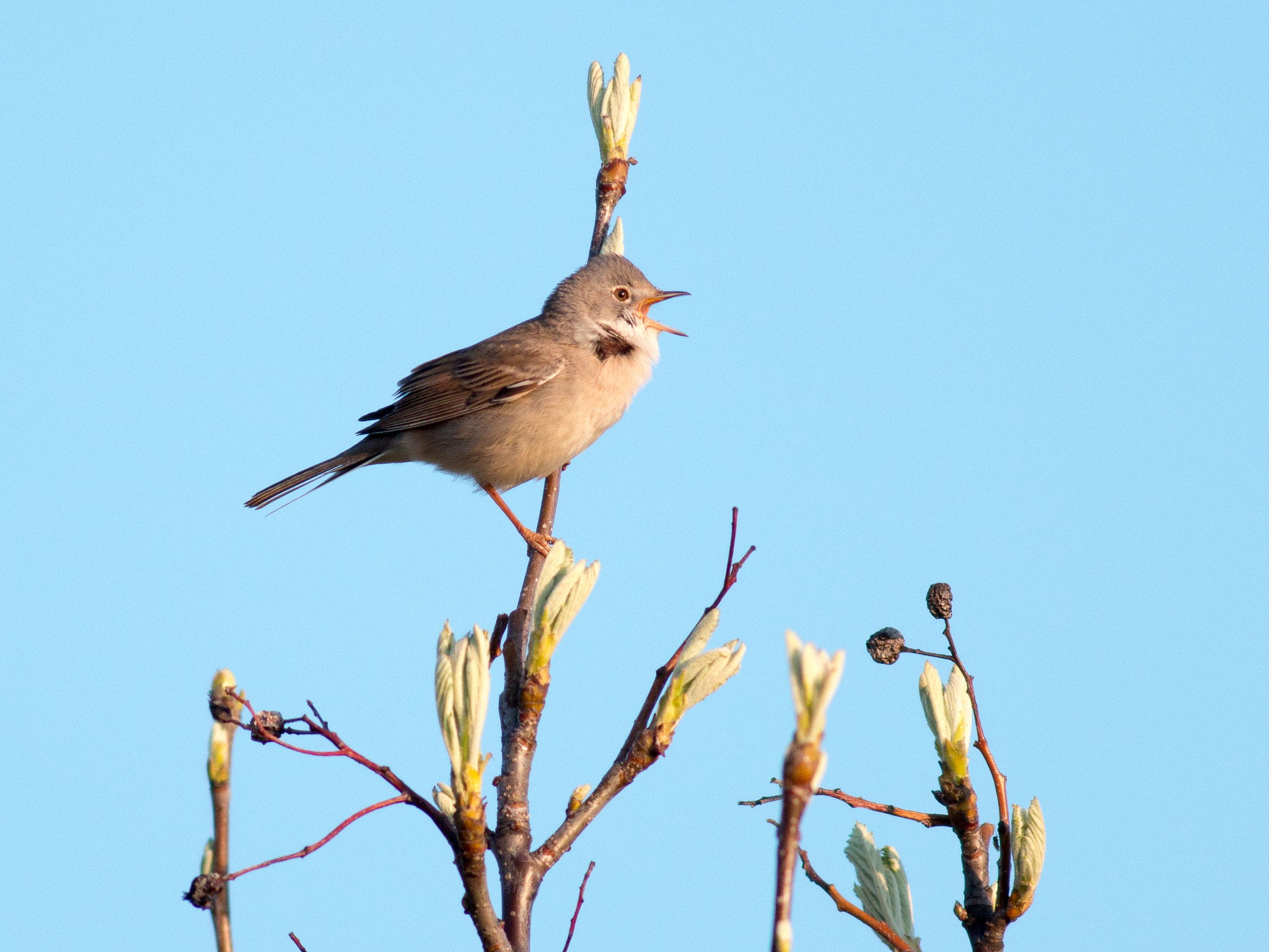 Metabones 400/5.6 sample photo. Common whitethroat photography