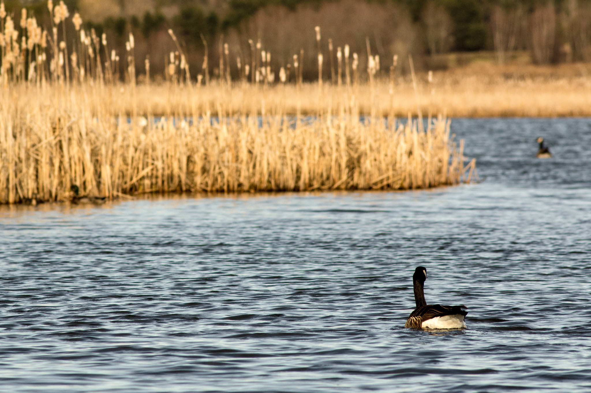 Nikon D7100 + AF Nikkor 180mm f/2.8 IF-ED sample photo. Follow the leader photography