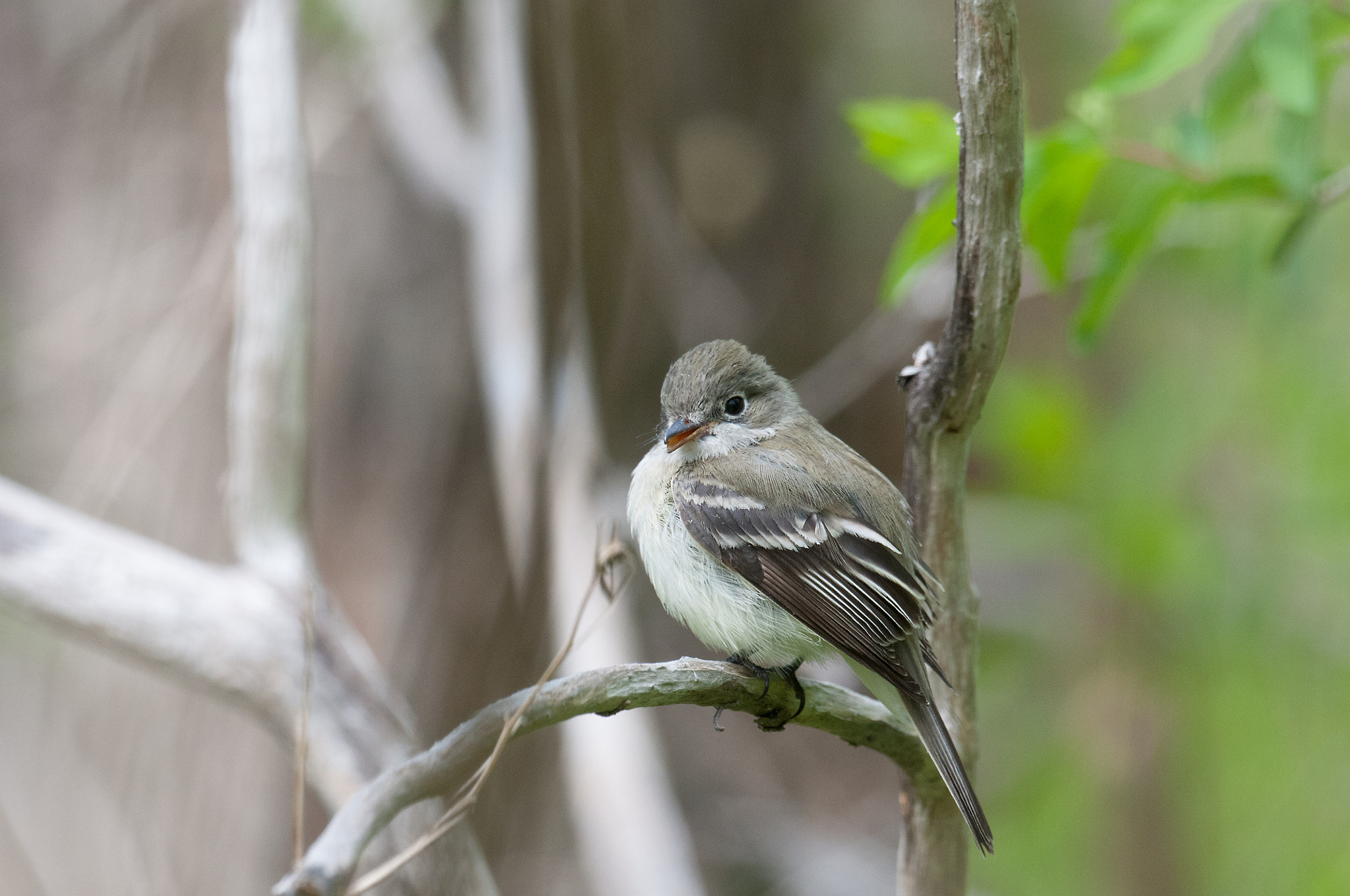 Nikon AF-S Nikkor 800mm F5.6E FL ED VR sample photo. Moucherole tchebec, empidonax minimus, least flycatcher photography