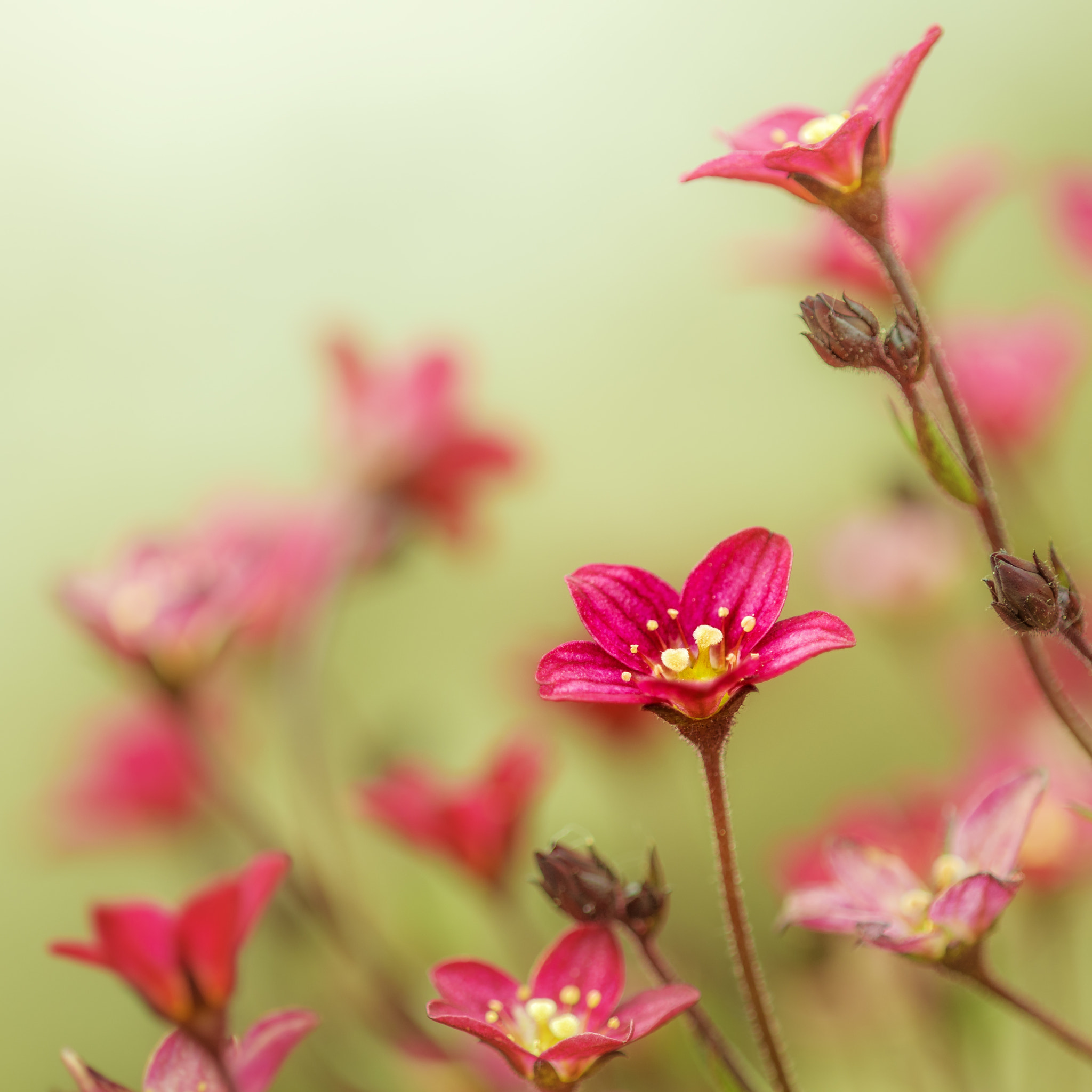 Nikon D810 + Nikon AF Micro-Nikkor 200mm F4D ED-IF sample photo. Saxifraga touran scarlet photography