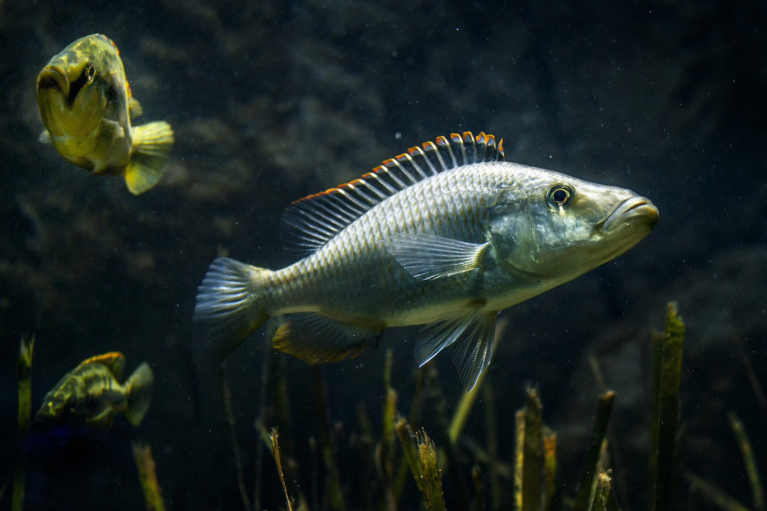Sony Alpha DSLR-A290 + Sony DT 18-55mm F3.5-5.6 SAM sample photo. Fishy photography
