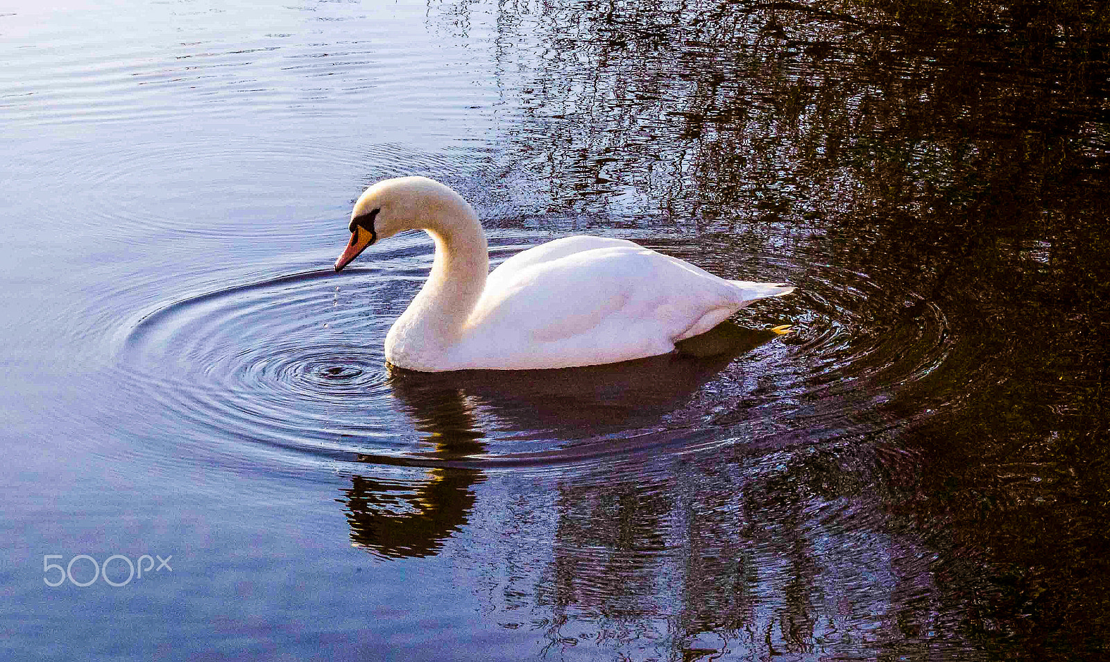 Canon EF 28-80mm f/3.5-5.6 sample photo. Swan reflection photography