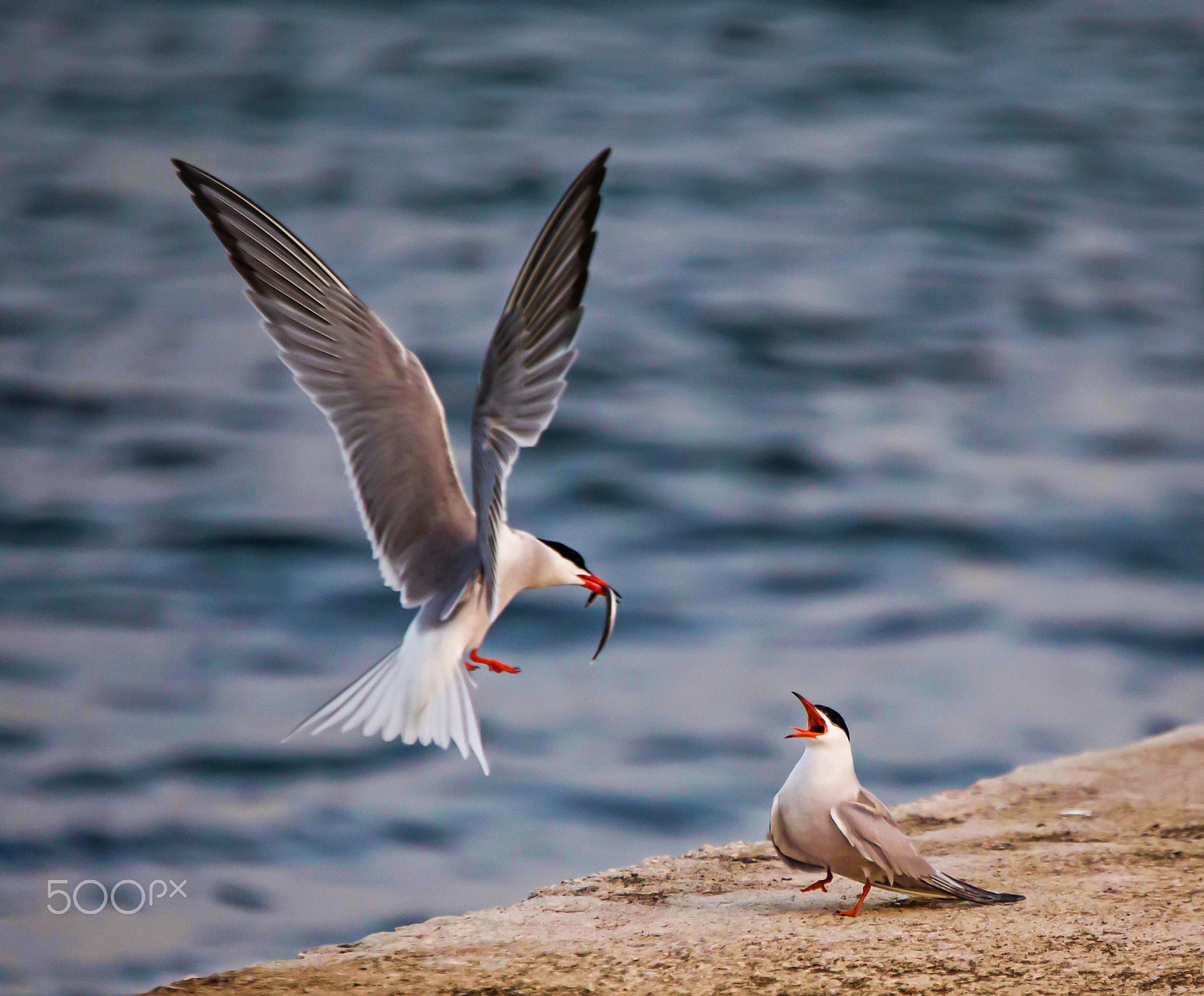 Canon EOS 6D + Canon EF 100-400mm F4.5-5.6L IS USM sample photo. Bread fights of terns photography