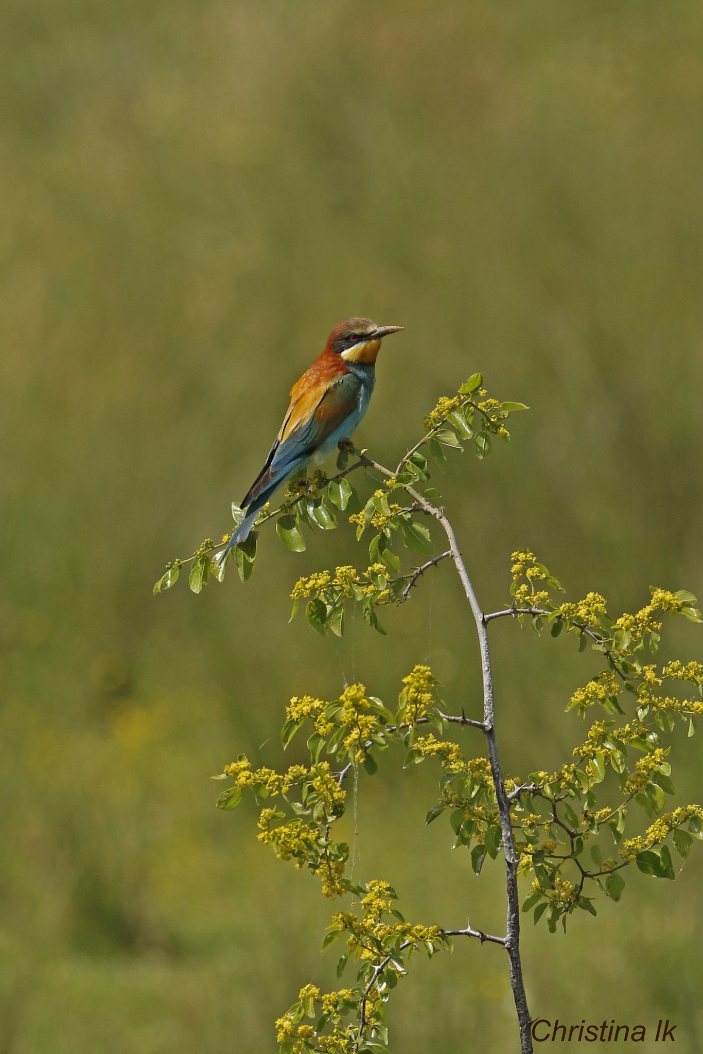 Canon EF 300mm F2.8L IS USM sample photo. Merops apiaster photography