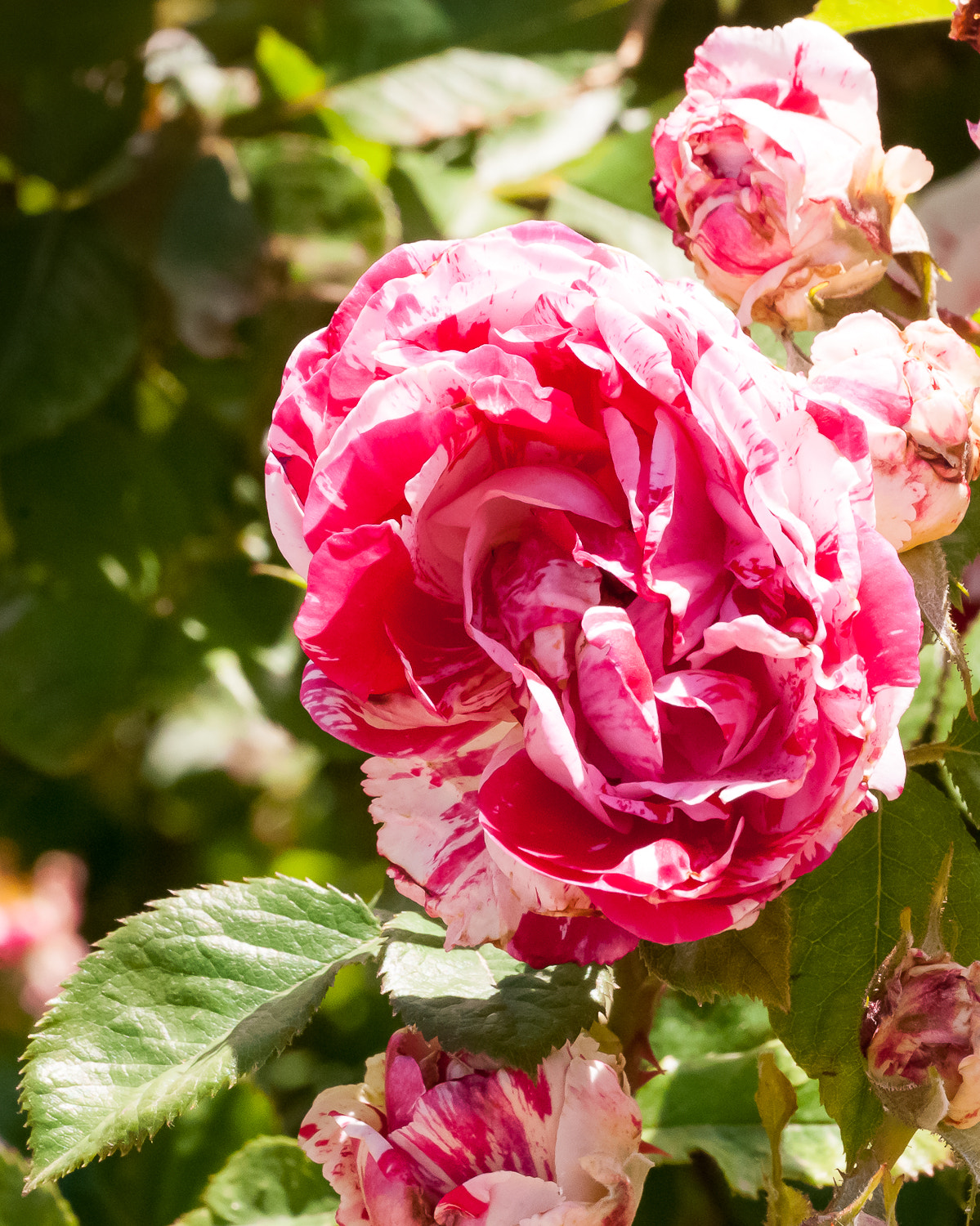 Nikon D80 sample photo. Red and white intermingled photography
