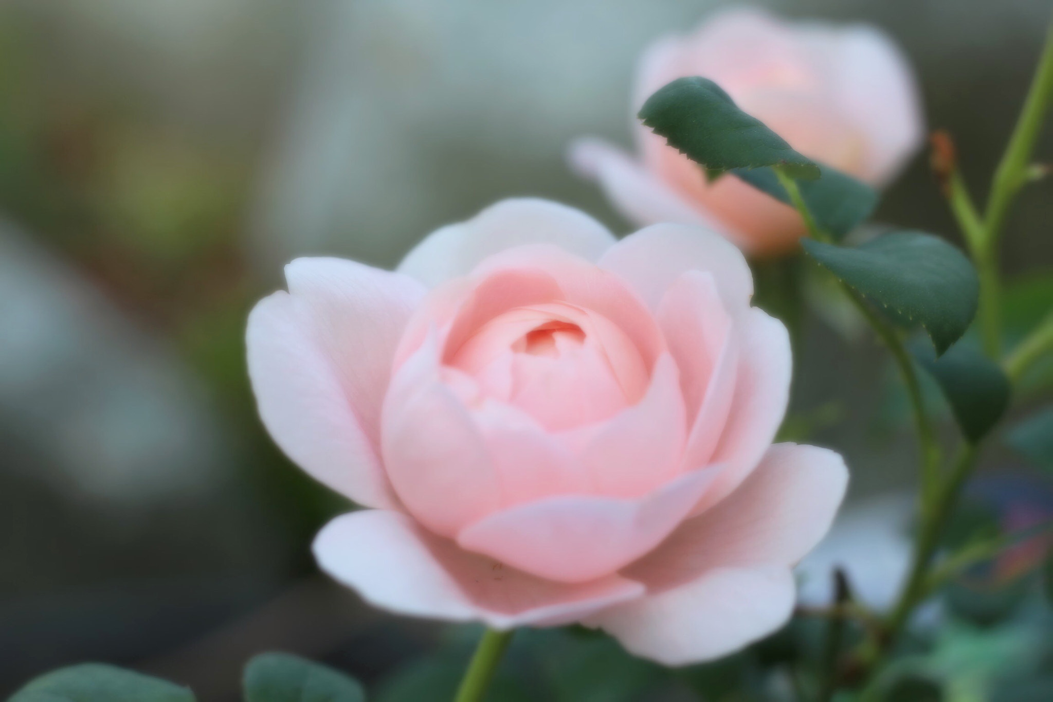Canon EOS M + Canon EF 50mm F1.8 STM sample photo