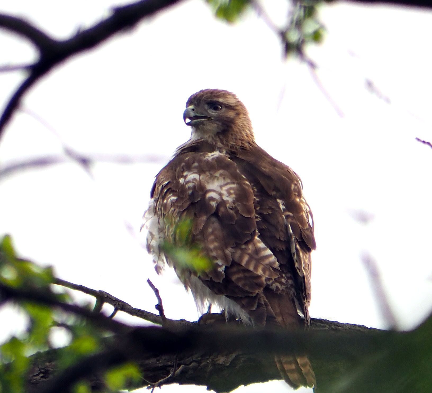 Panasonic Lumix G Vario 45-200mm F4-5.6 OIS sample photo. Fury and hungry photography