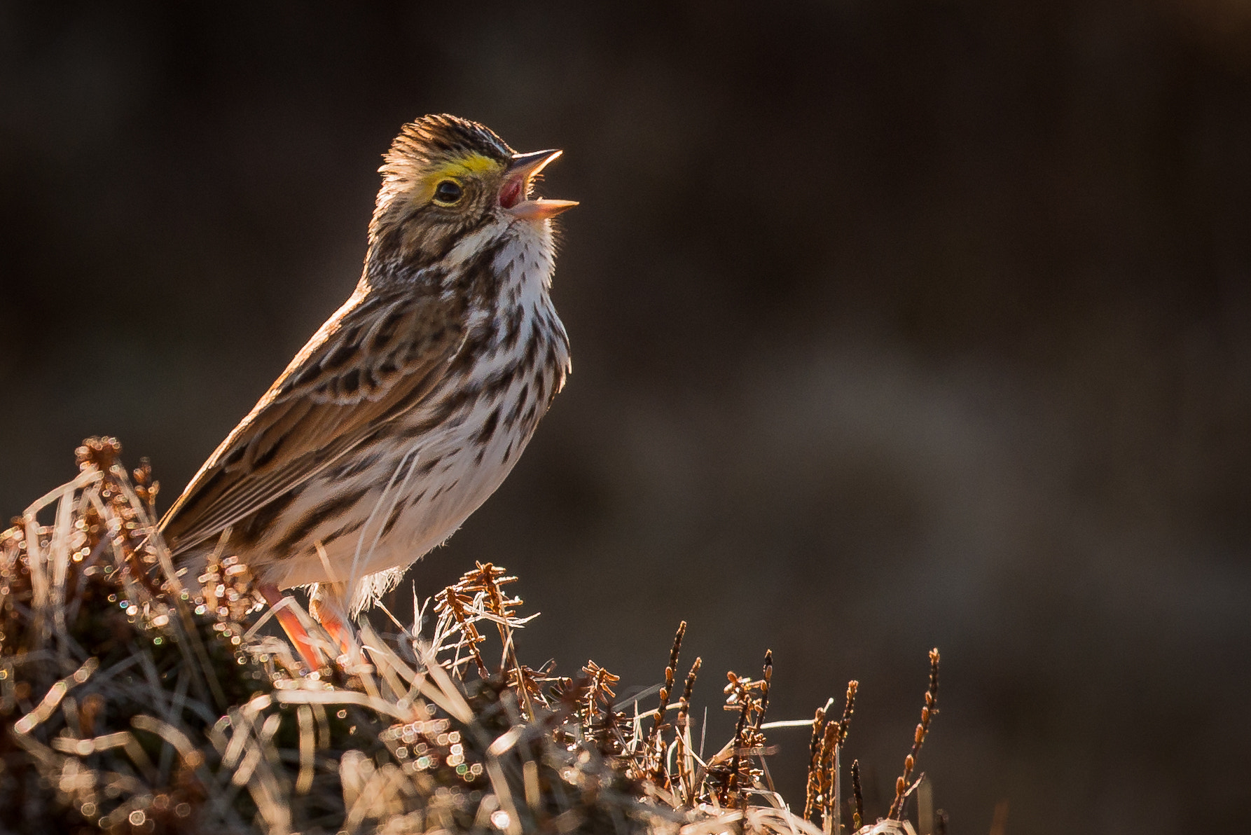 Nikon D800 + Nikon AF-S Nikkor 500mm F4G ED VR sample photo. Savannah sparrow photography