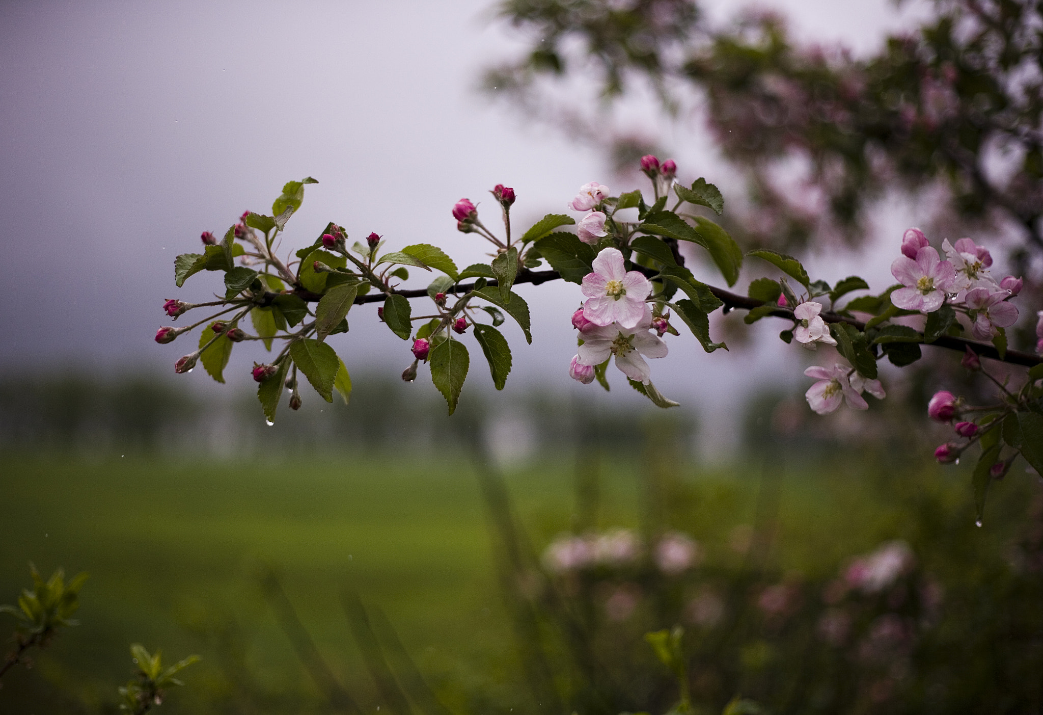 Canon EOS 5D + Canon EF 50mm f/1.8 sample photo