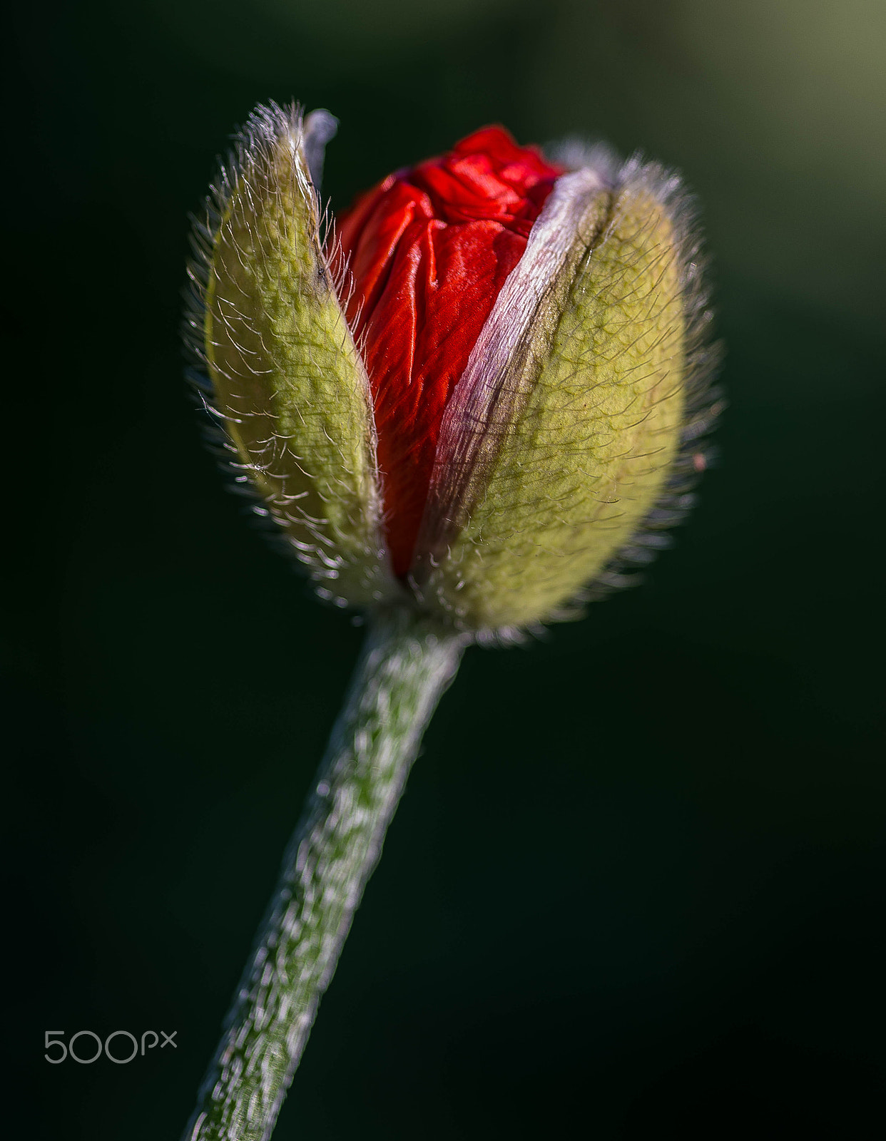 Nikon D600 + Sigma 105mm F2.8 EX DG Macro sample photo. Mohn photography