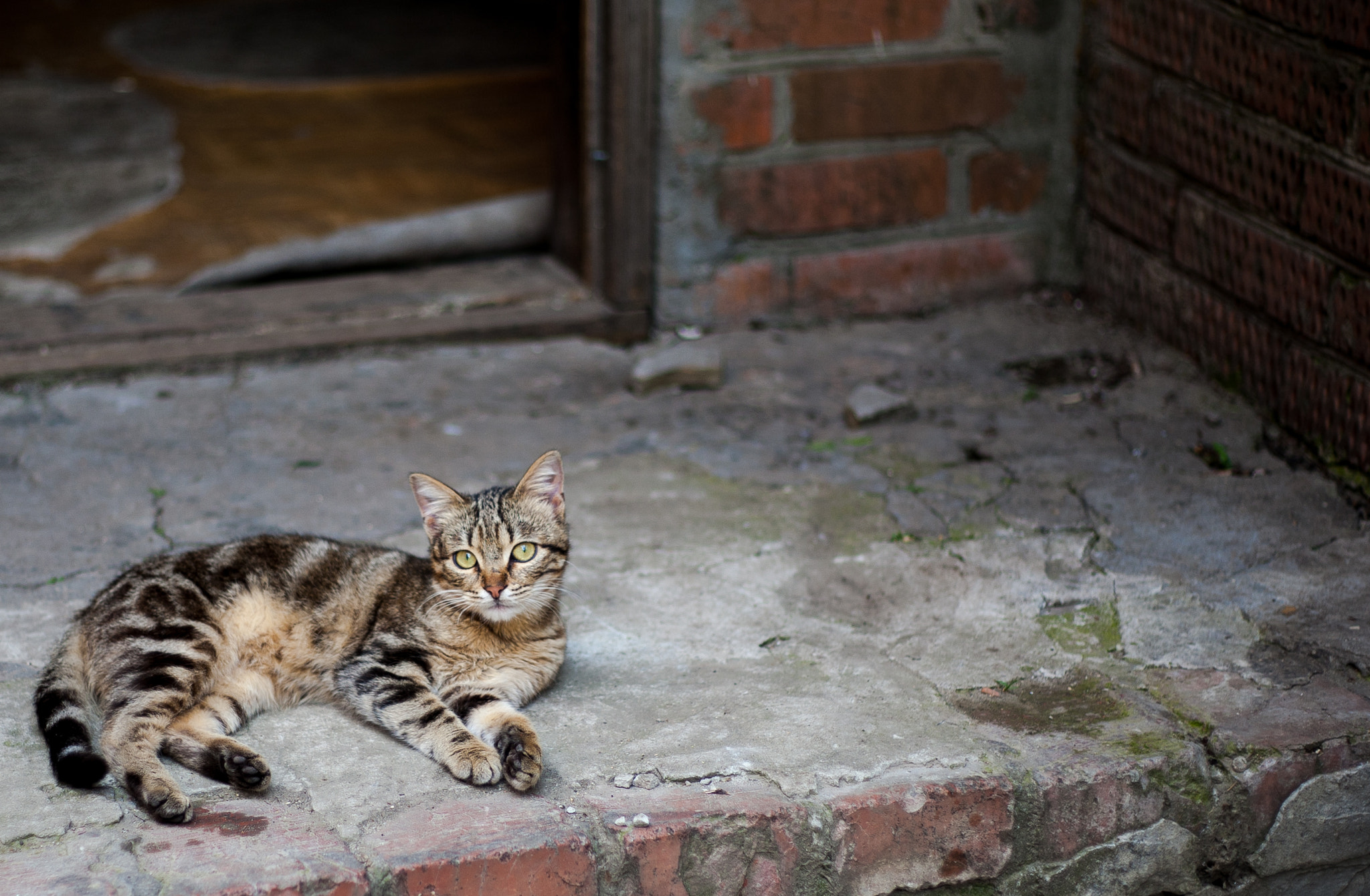 Canon EOS-1D Mark III + Canon EF 50mm F1.8 II sample photo. Cat photography