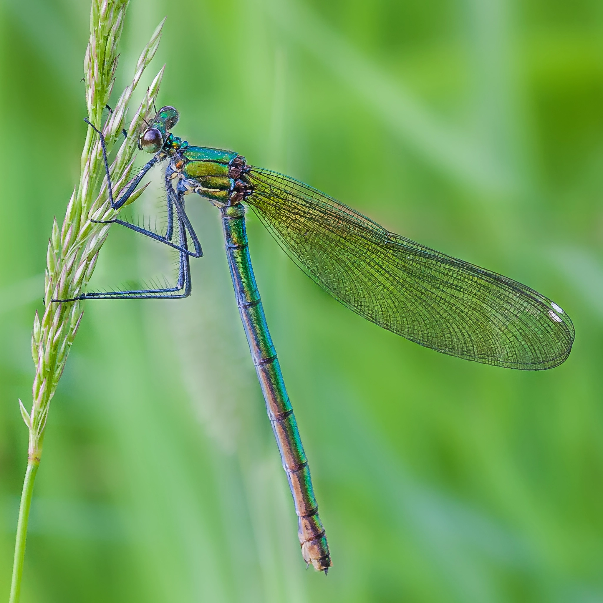 Canon EOS 40D + Sigma 105mm F2.8 EX DG OS HSM sample photo. Female banded demoiselle photography