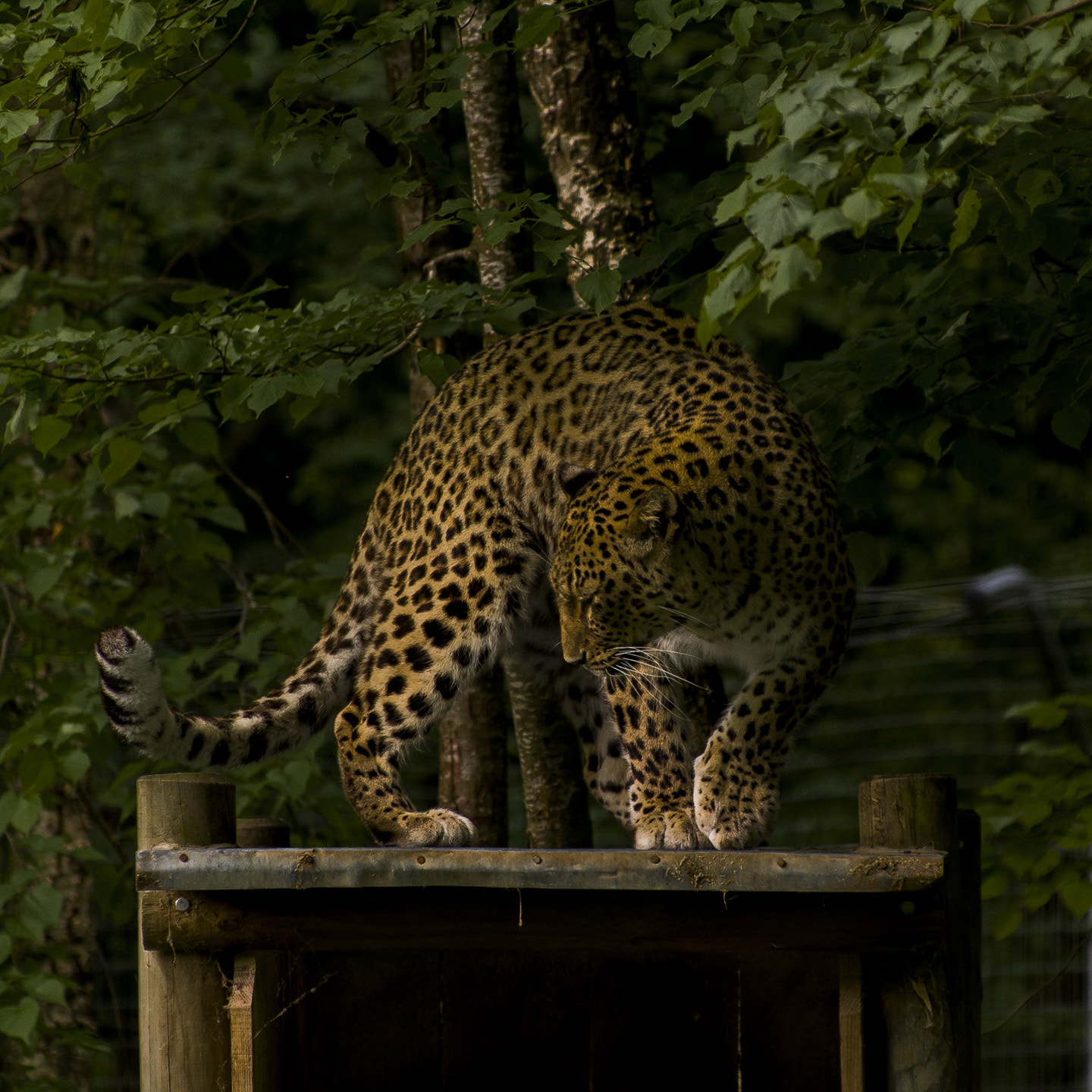 Pentax smc DA* 50-135mm F2.8 ED (IF) SDM sample photo. Panther & curves photography