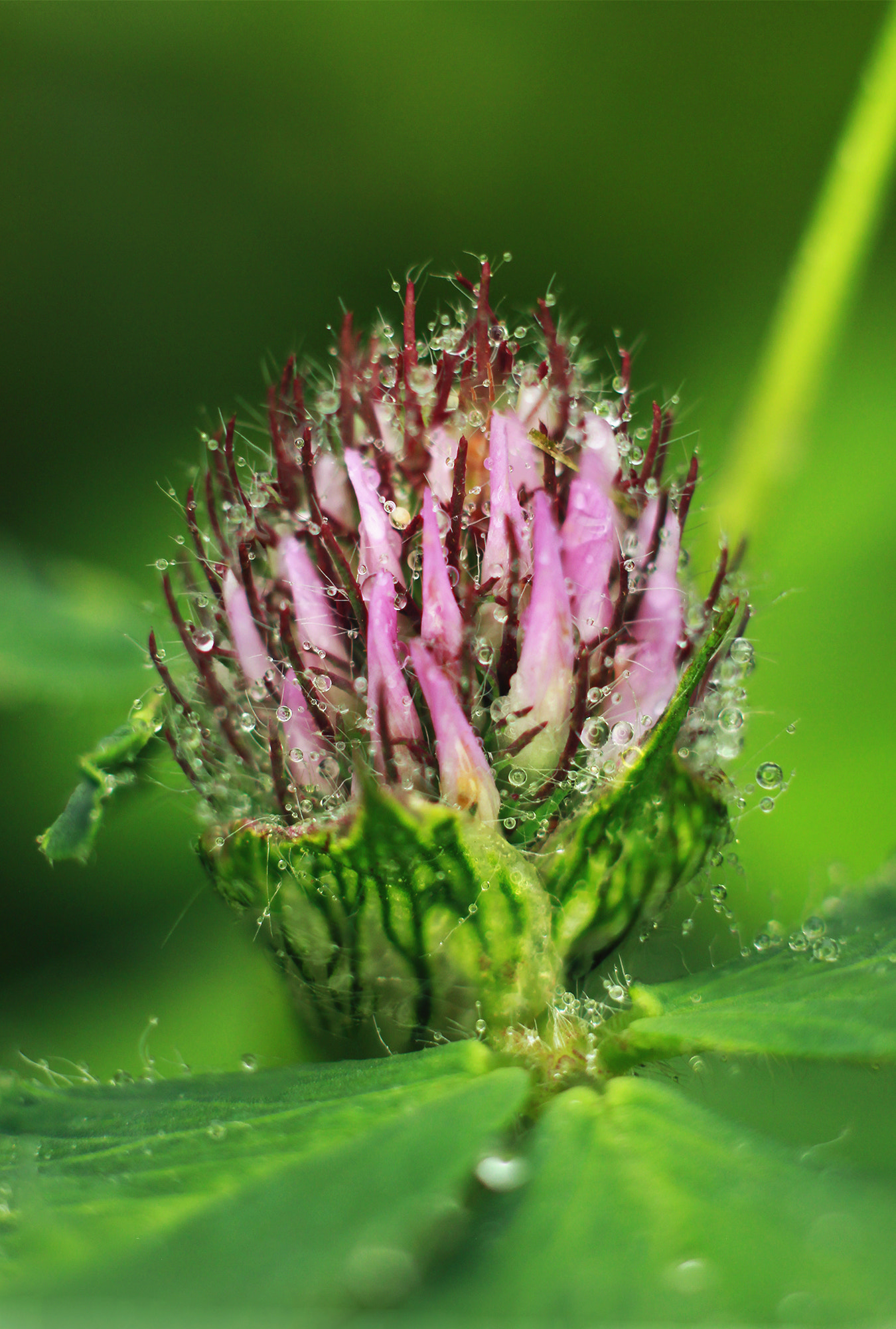 Canon EOS 600D (Rebel EOS T3i / EOS Kiss X5) + Canon EF 50mm F1.8 II sample photo. Red clover photography