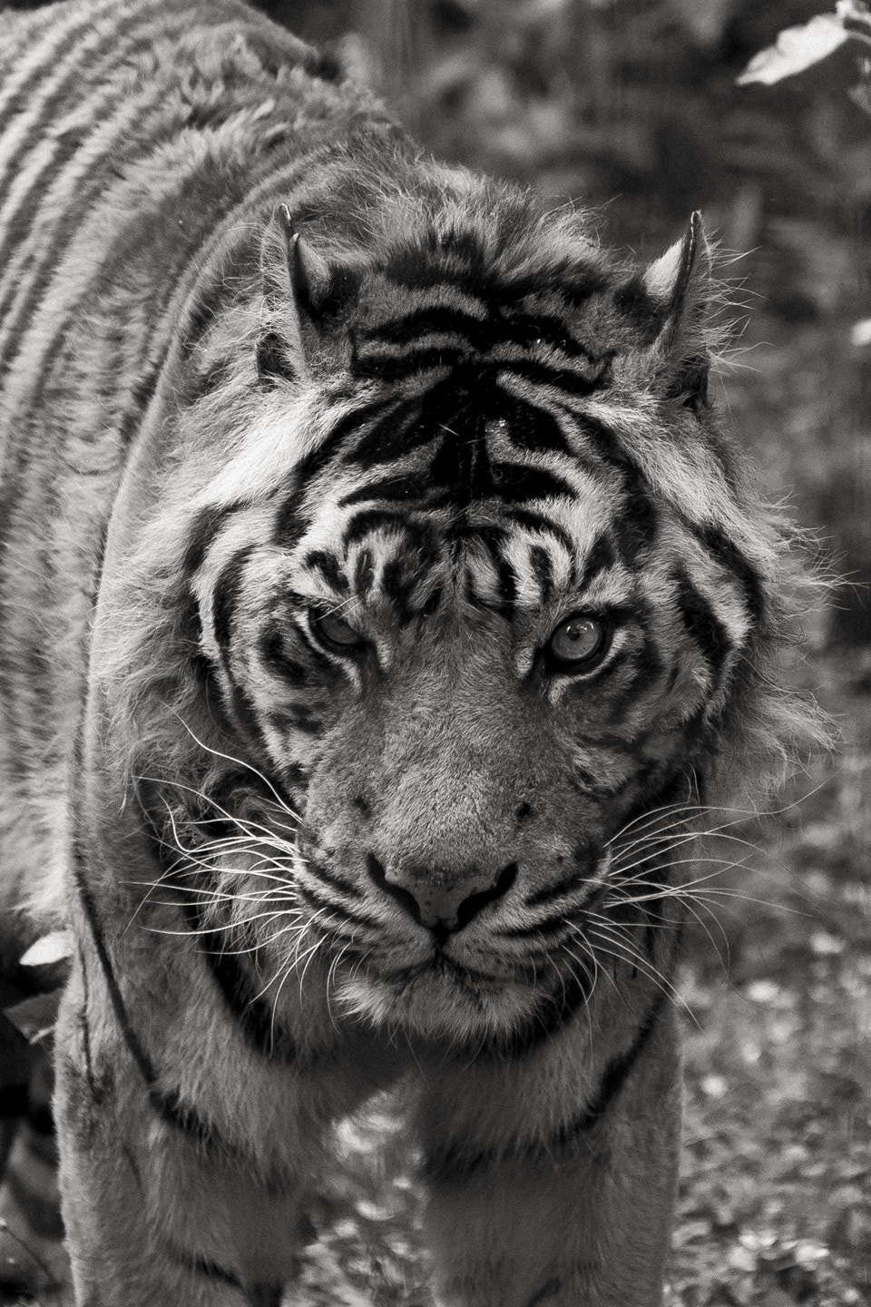 Pentax smc DA* 50-135mm F2.8 ED (IF) SDM sample photo. Grumpy tiger photography