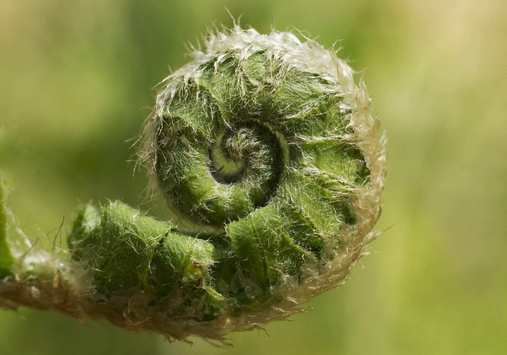 Canon EOS 600D (Rebel EOS T3i / EOS Kiss X5) + Canon EF 50mm F1.8 II sample photo. Fiddlehad fern photography