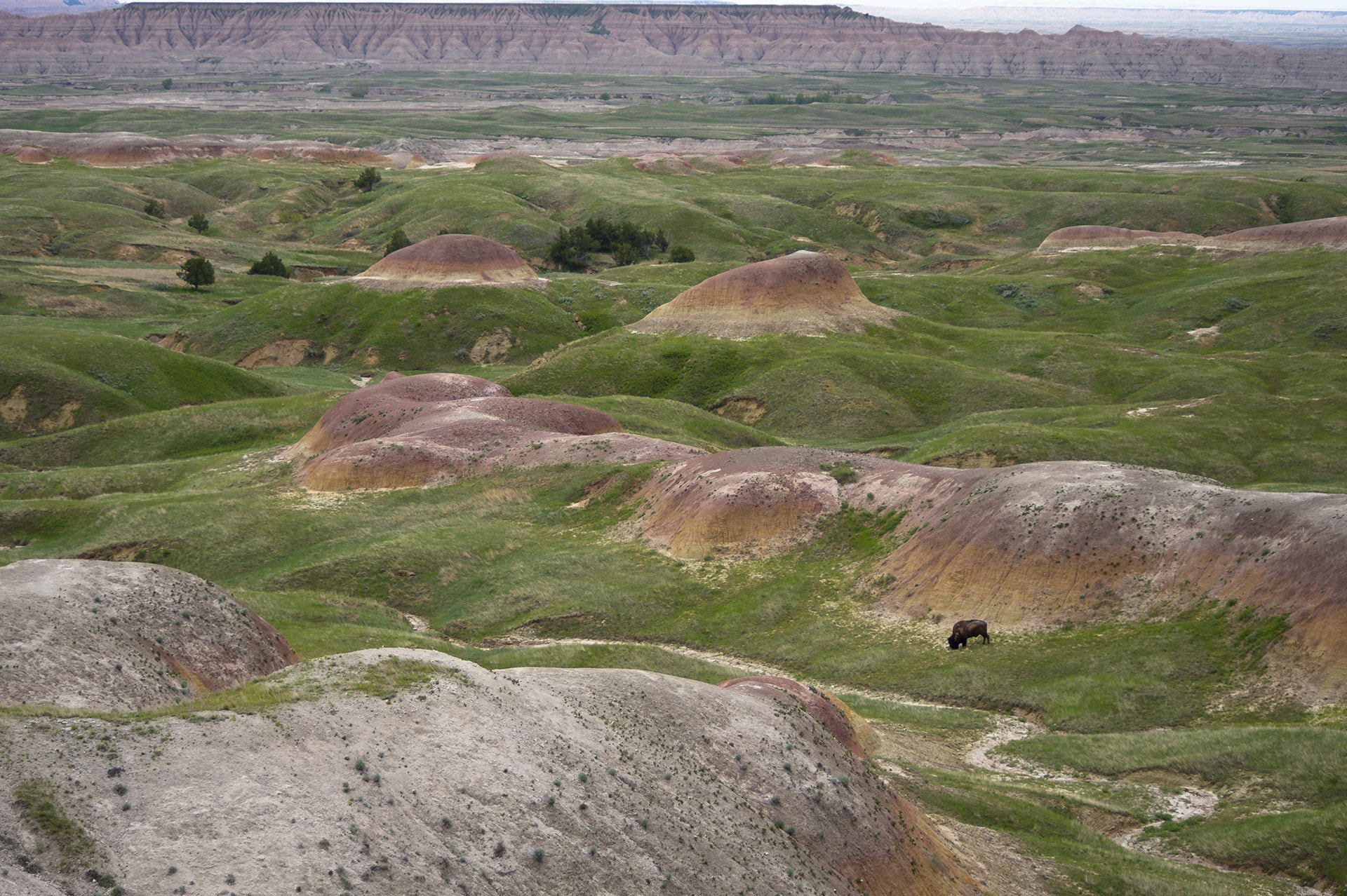 HD Pentax DA 55-300mm F4.0-5.8 ED WR sample photo. Lone buffalo photography