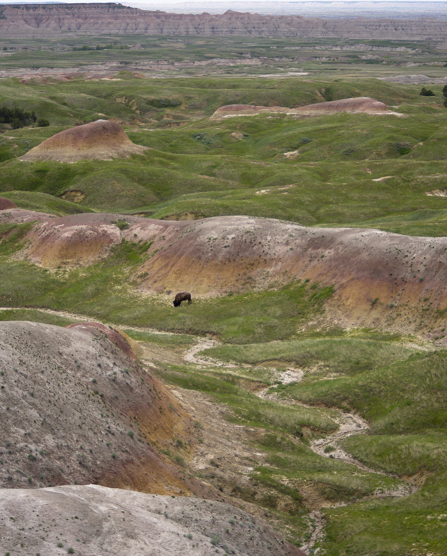 HD Pentax DA 55-300mm F4.0-5.8 ED WR sample photo. Lone buffalo photography