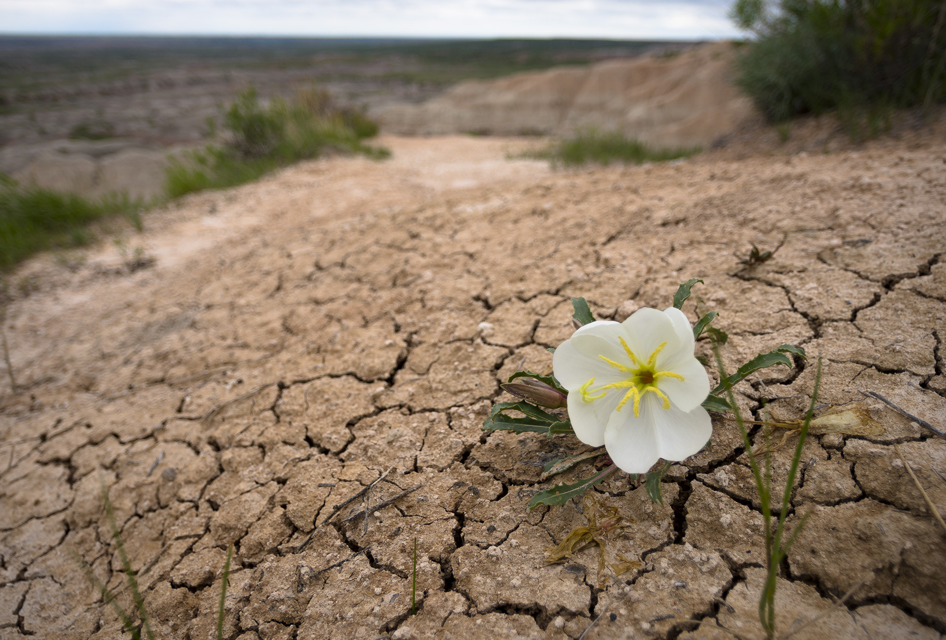 Pentax K-5 IIs sample photo. Badlands wildflower photography