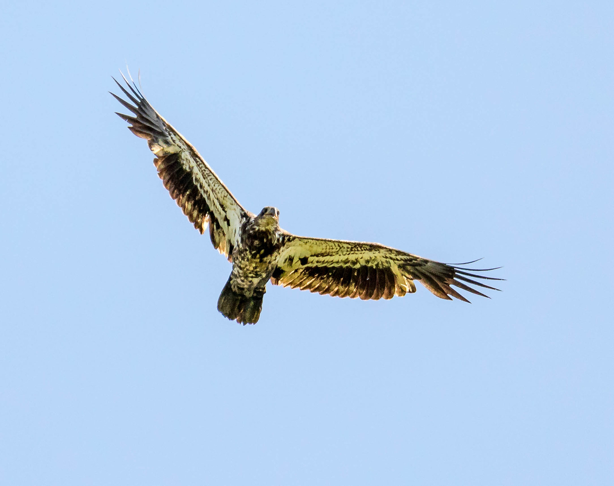 Canon EF 100-400mm F4.5-5.6L IS USM sample photo. Soaring juvie photography