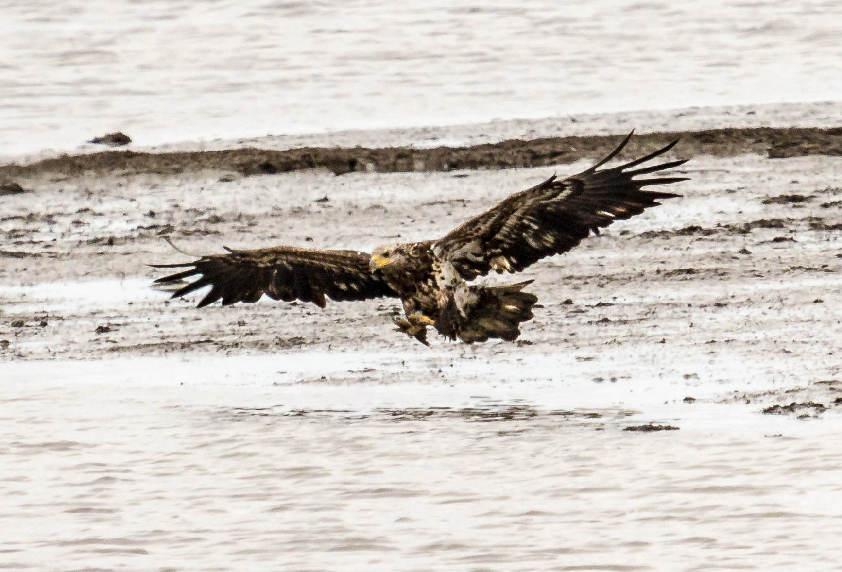 Canon EF 100-400mm F4.5-5.6L IS USM sample photo. Talons out photography