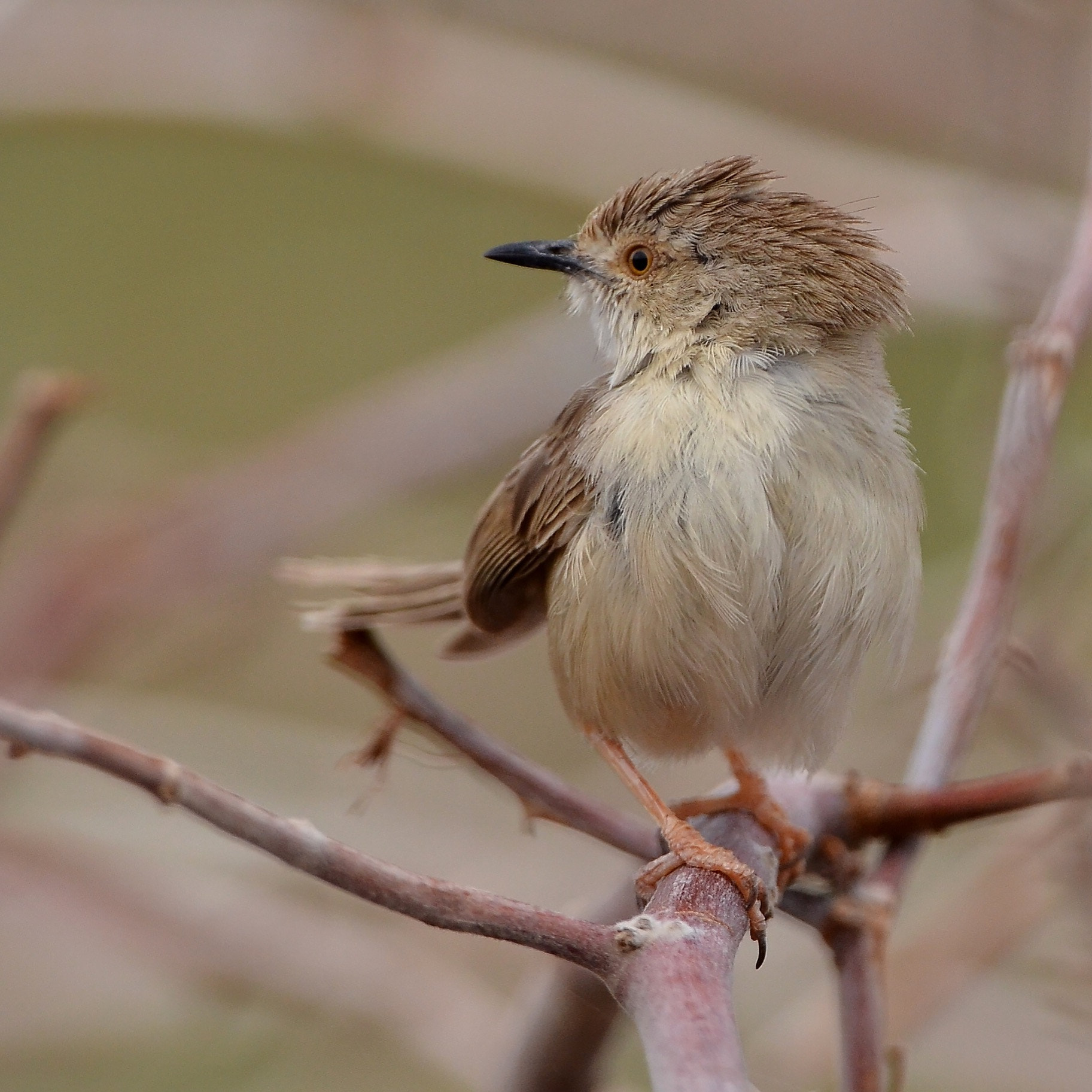 Nikon D7000 + Nikon AF-S Nikkor 600mm F4G ED VR sample photo