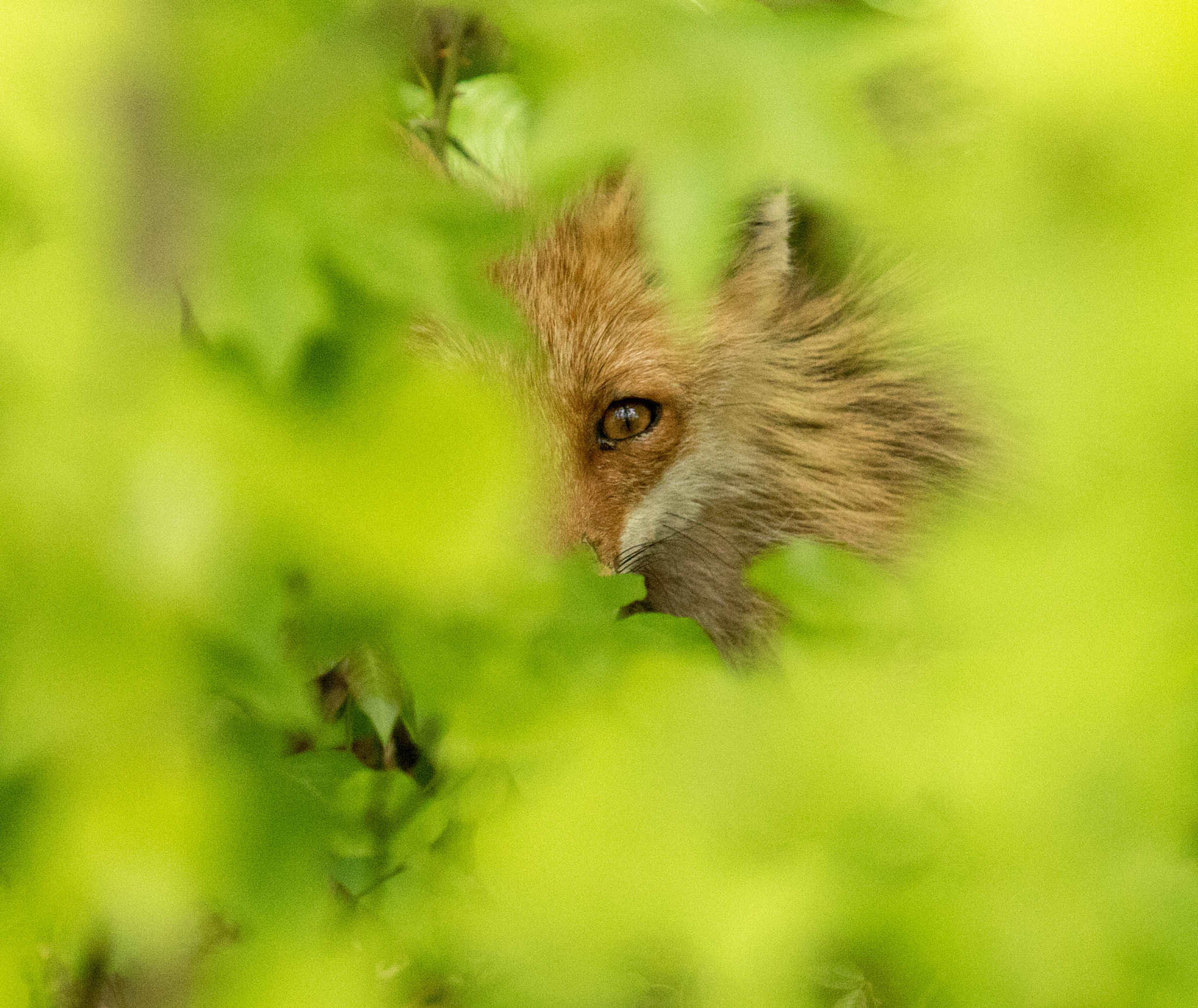 Canon EF 100-400mm F4.5-5.6L IS USM sample photo. Shy fox photography