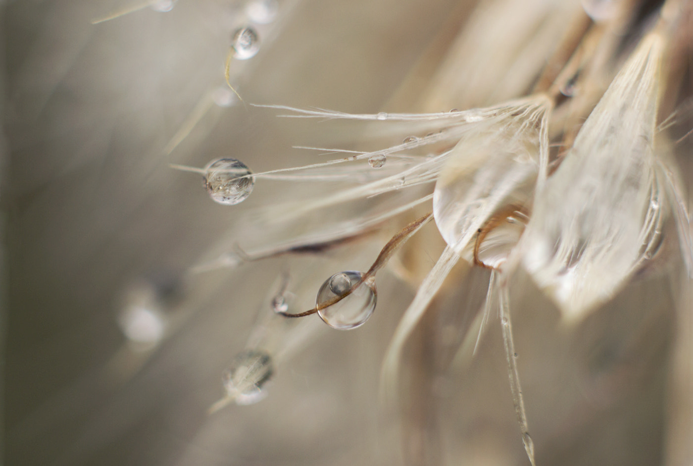 Canon EOS 600D (Rebel EOS T3i / EOS Kiss X5) + Canon EF 50mm F1.8 II sample photo. Dandelion fluff photography