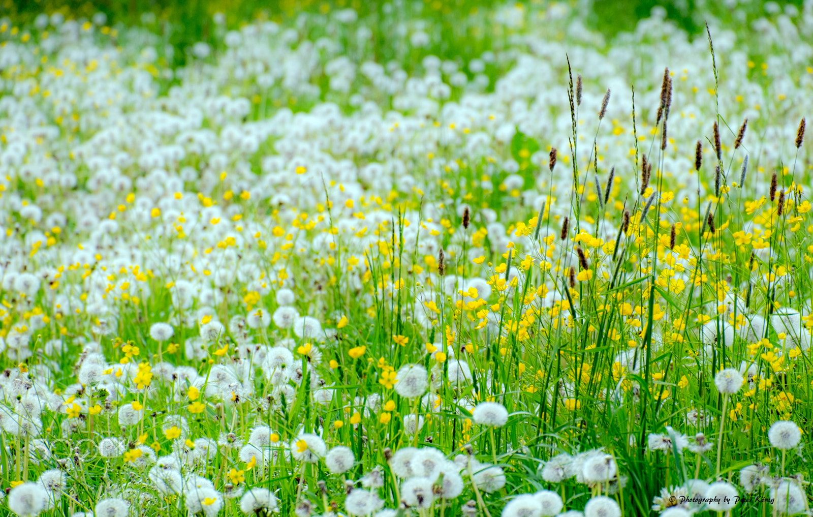 Fujifilm X-M1 + Fujifilm XC 50-230mm F4.5-6.7 OIS sample photo. Dandelion meadow photography