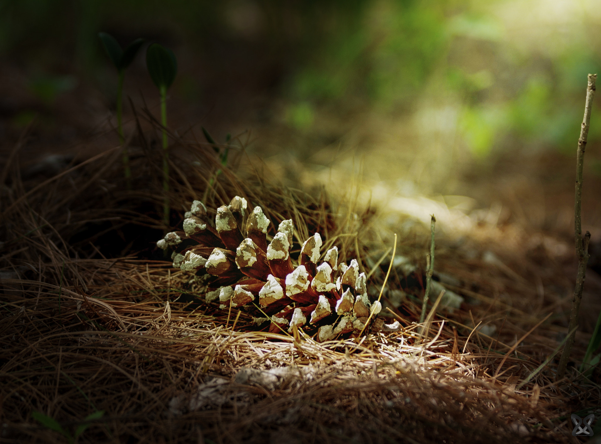 Canon EOS 450D (EOS Rebel XSi / EOS Kiss X2) sample photo. Nestled in the pines  photography