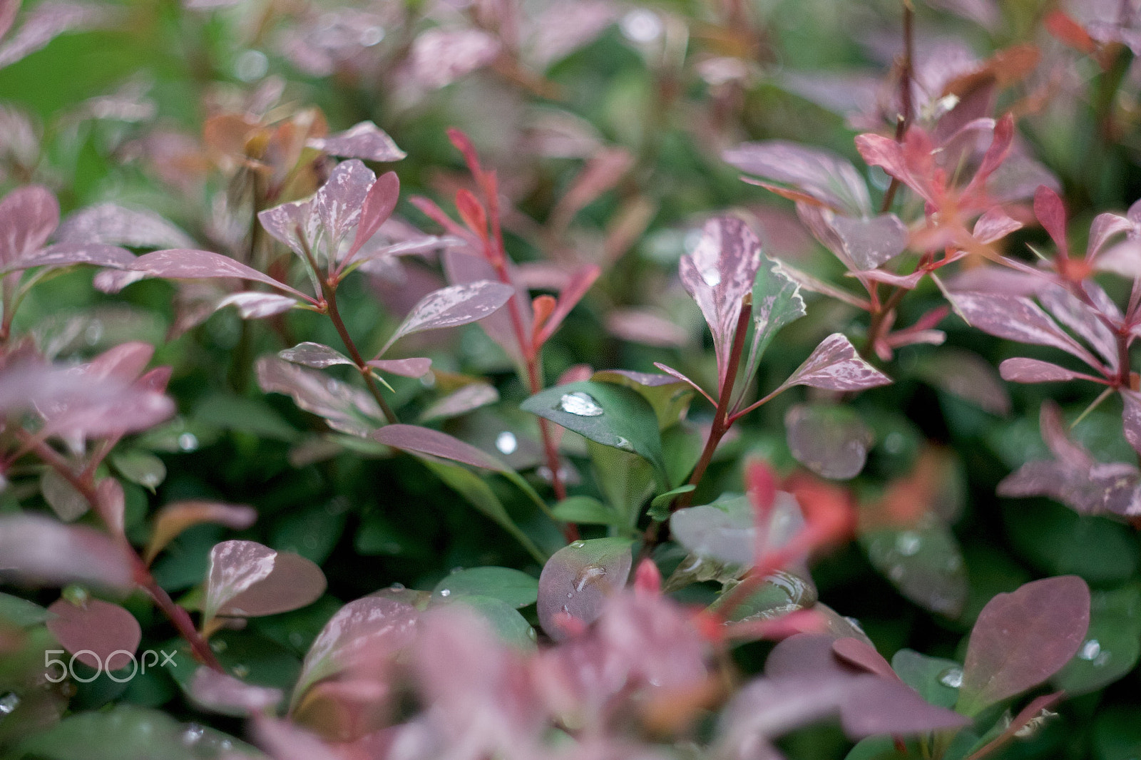 Canon EF 35-80mm f/4-5.6 sample photo. Drop photography