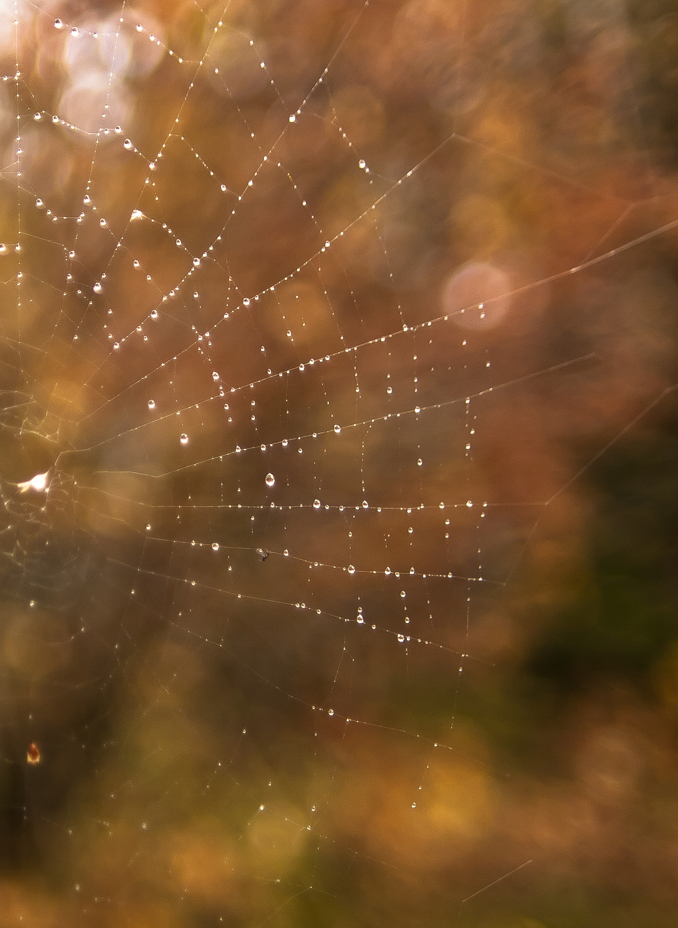 Canon EOS 40D + Sigma 20mm EX f/1.8 sample photo. Autumn bokeh photography