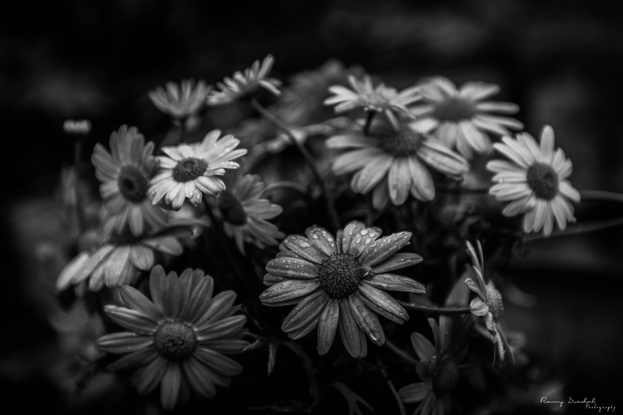 Nikon D7200 + Sigma 24-70mm F2.8 EX DG Macro sample photo. Rainy day photography