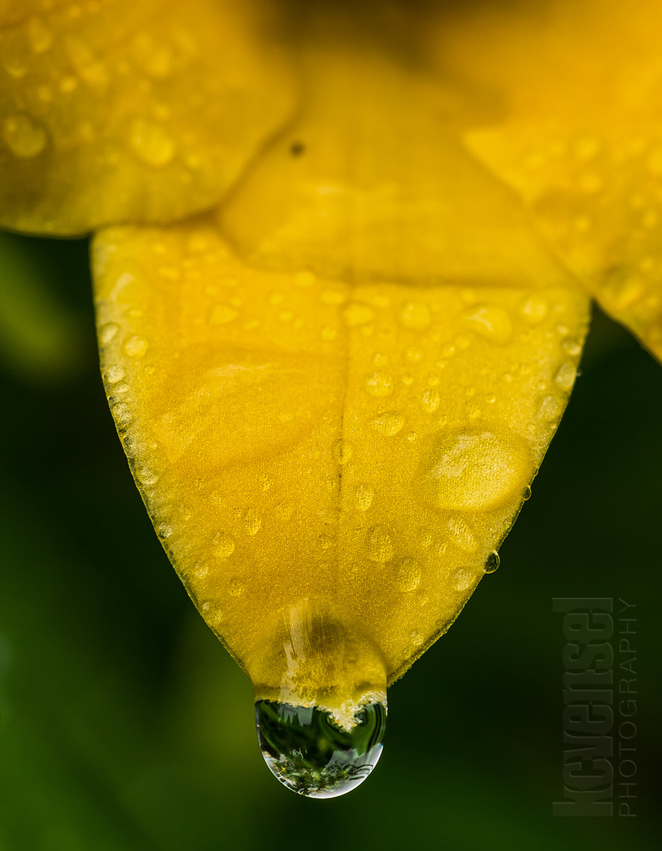 Pentax smc D-FA 100mm F2.8 Macro WR sample photo. Gathering strength photography