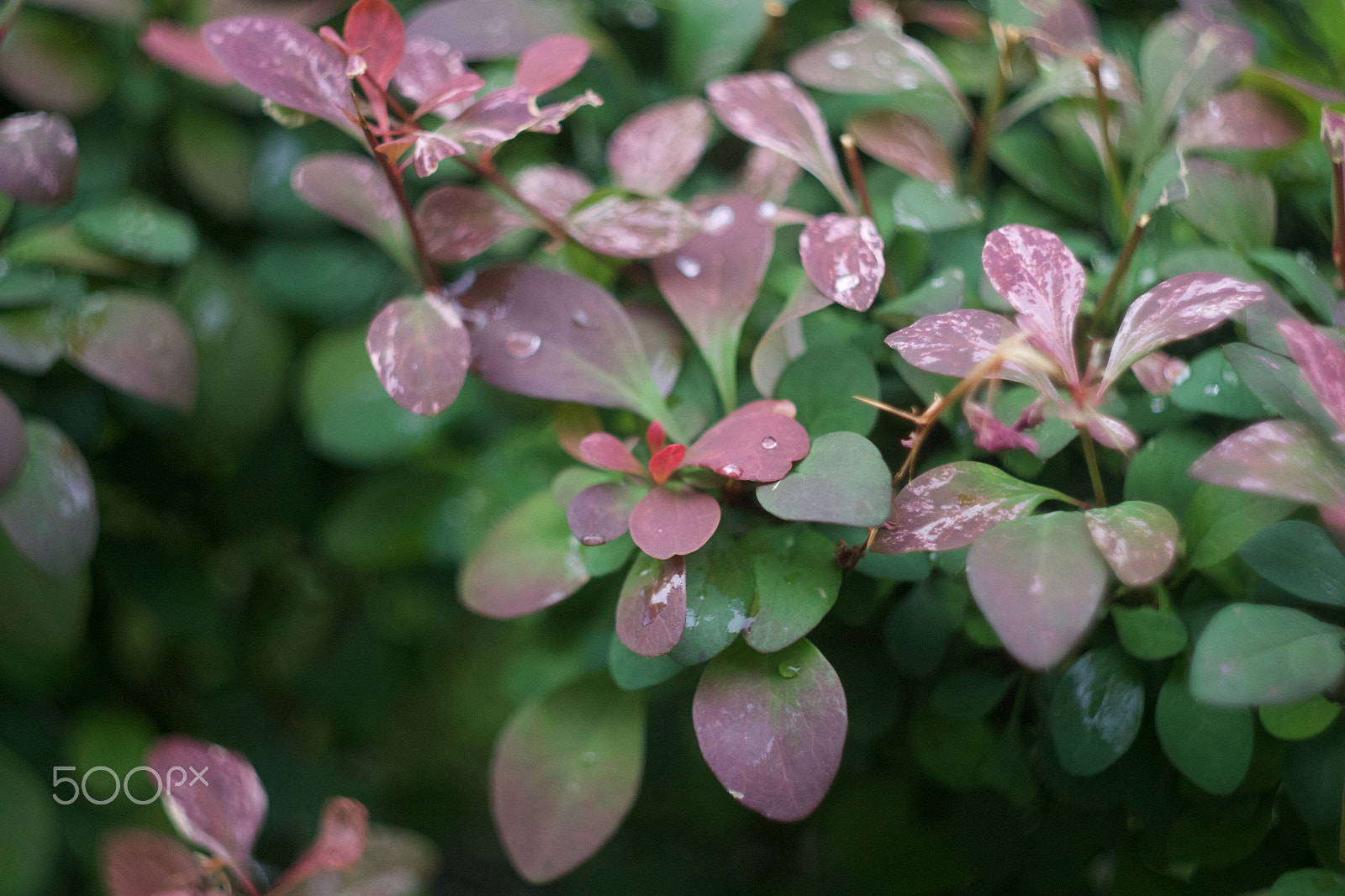 Canon EF 35-80mm f/4-5.6 sample photo. Drops photography