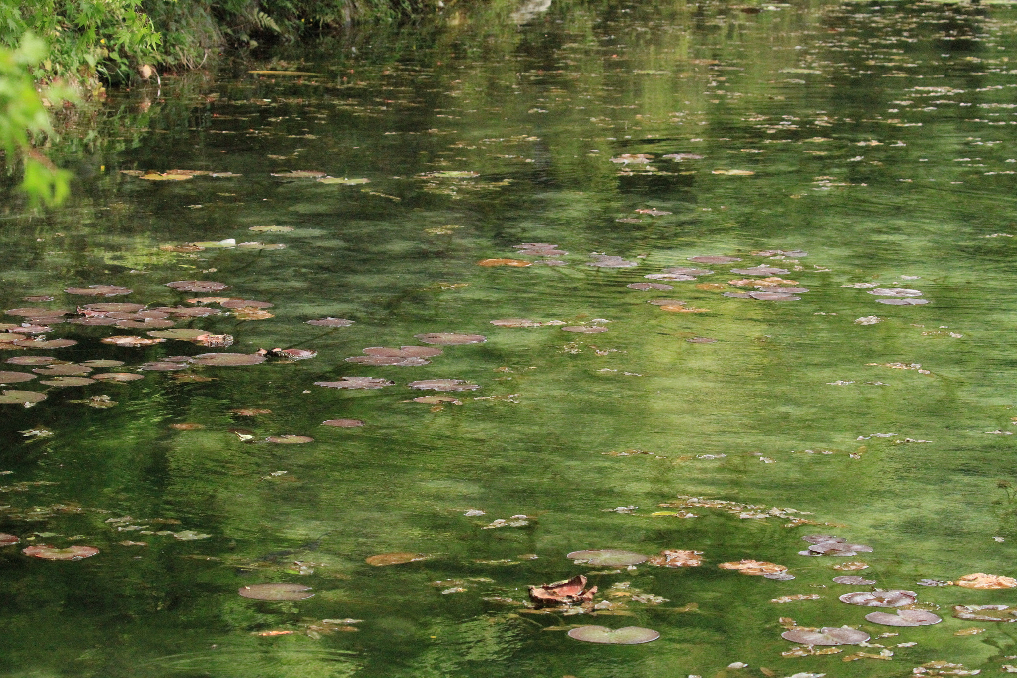 Canon EF 100-400mm F4.5-5.6L IS II USM sample photo. Monet モネの池 photography