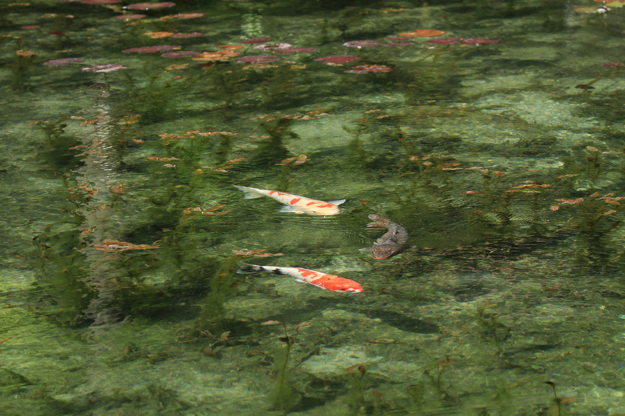 Canon EF 100-400mm F4.5-5.6L IS II USM sample photo. Monet モネの池 photography