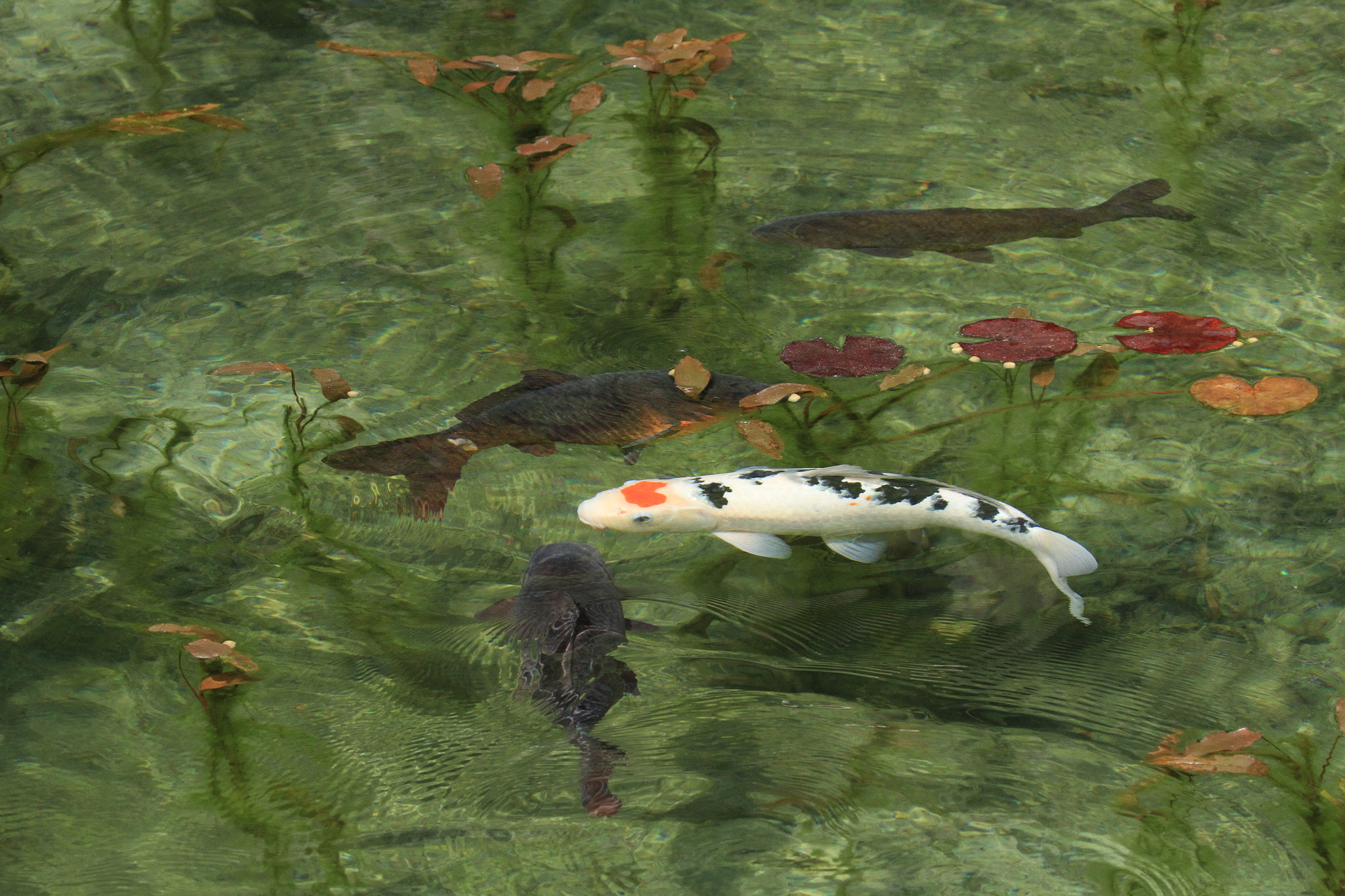 Canon EF 100-400mm F4.5-5.6L IS II USM sample photo. Monet モネの池  heart photography