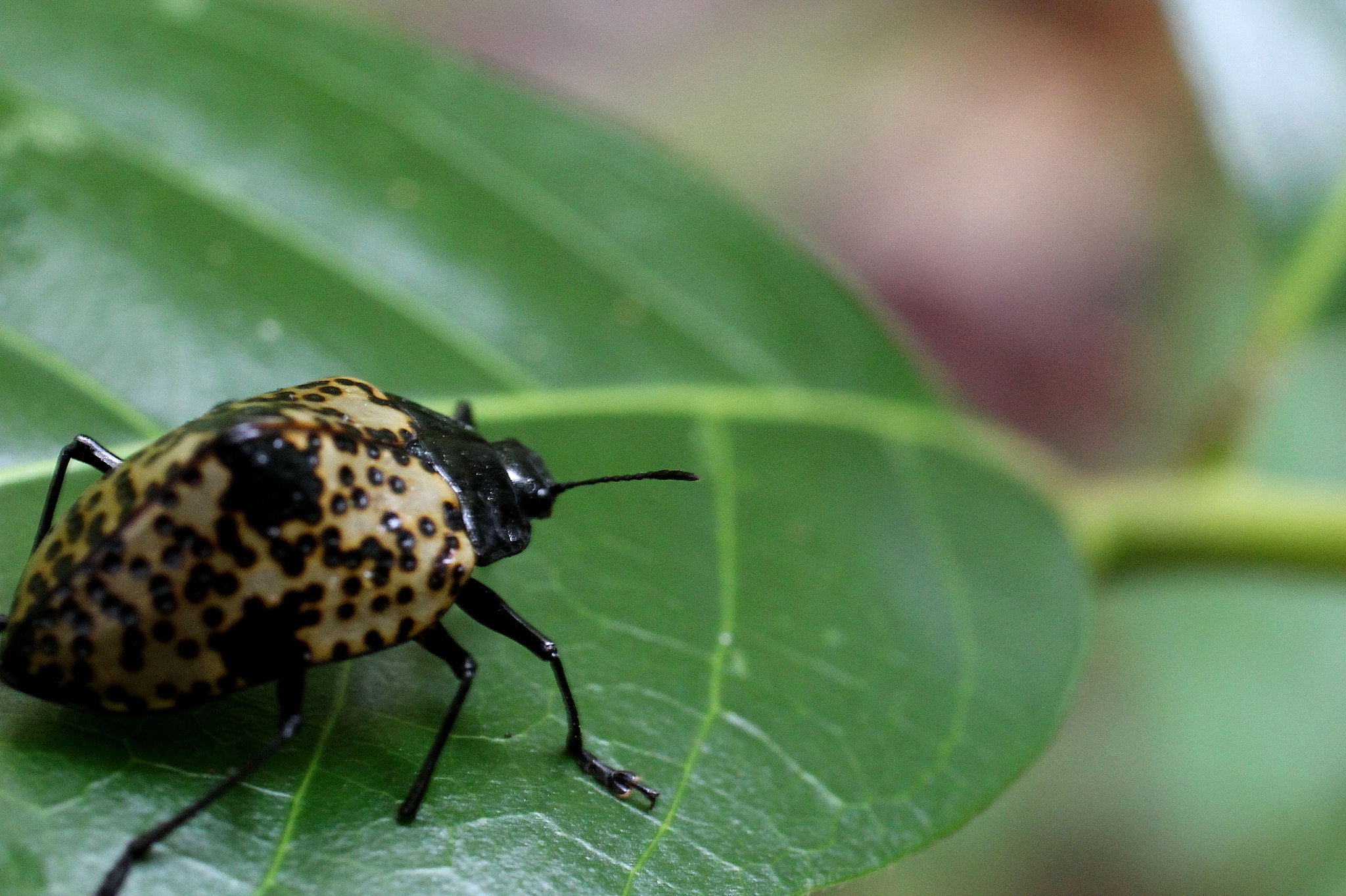 Canon EF 50mm F2.5 Macro sample photo. Veterano photography