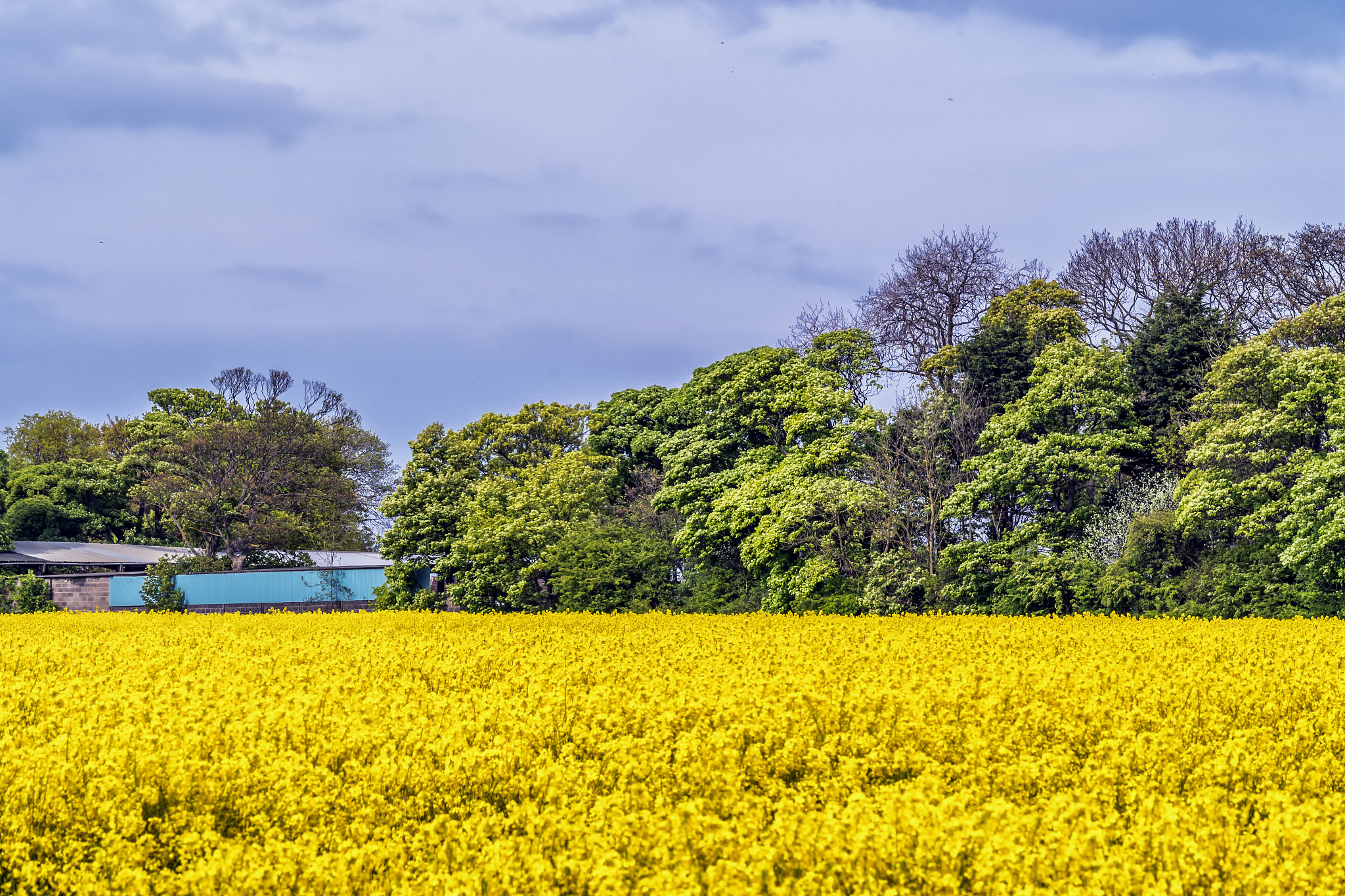 Pentax K-S1 + Sigma sample photo. Yellow photography