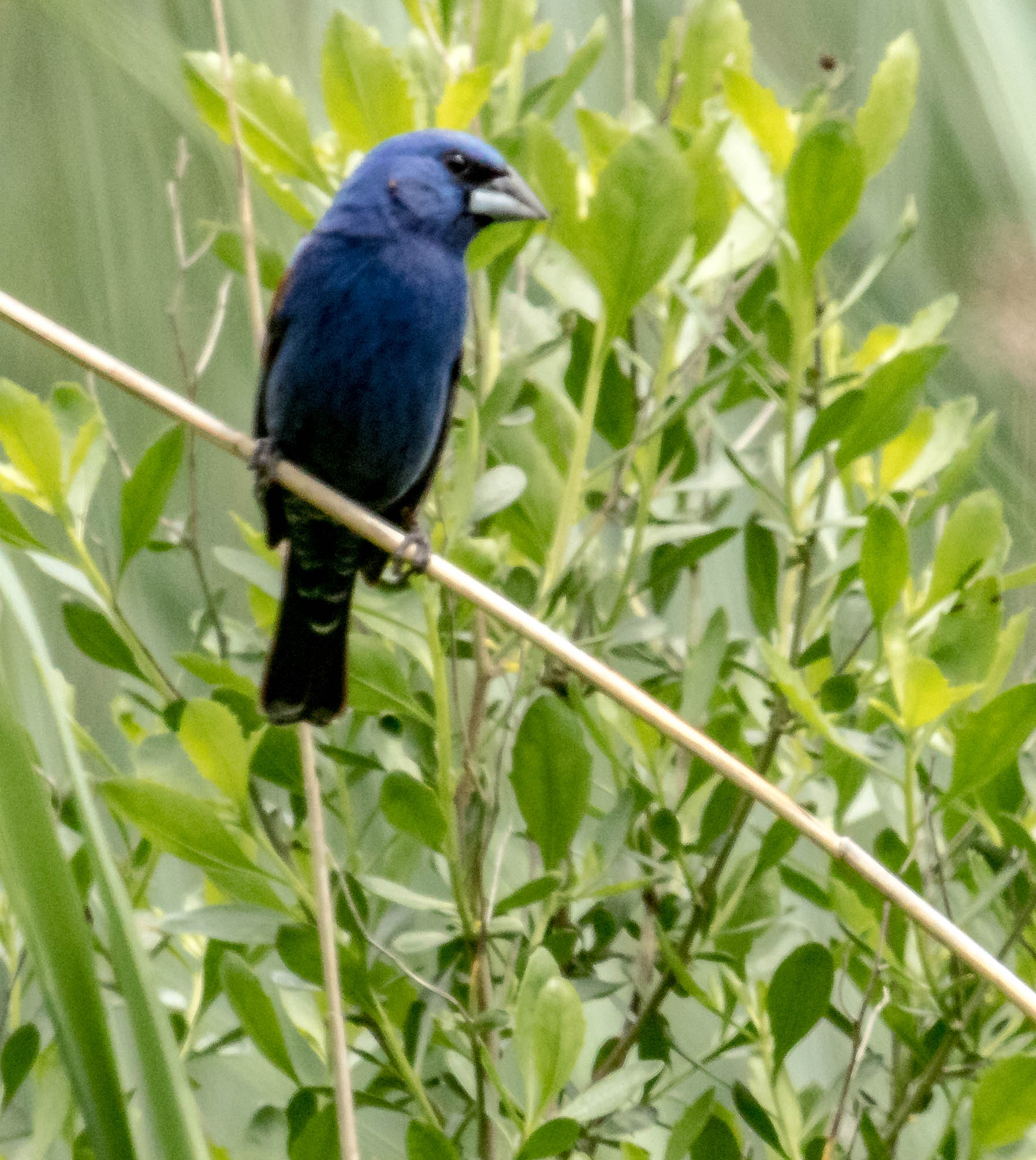 Canon EF 100-400mm F4.5-5.6L IS USM sample photo. Blue grosbeak photography