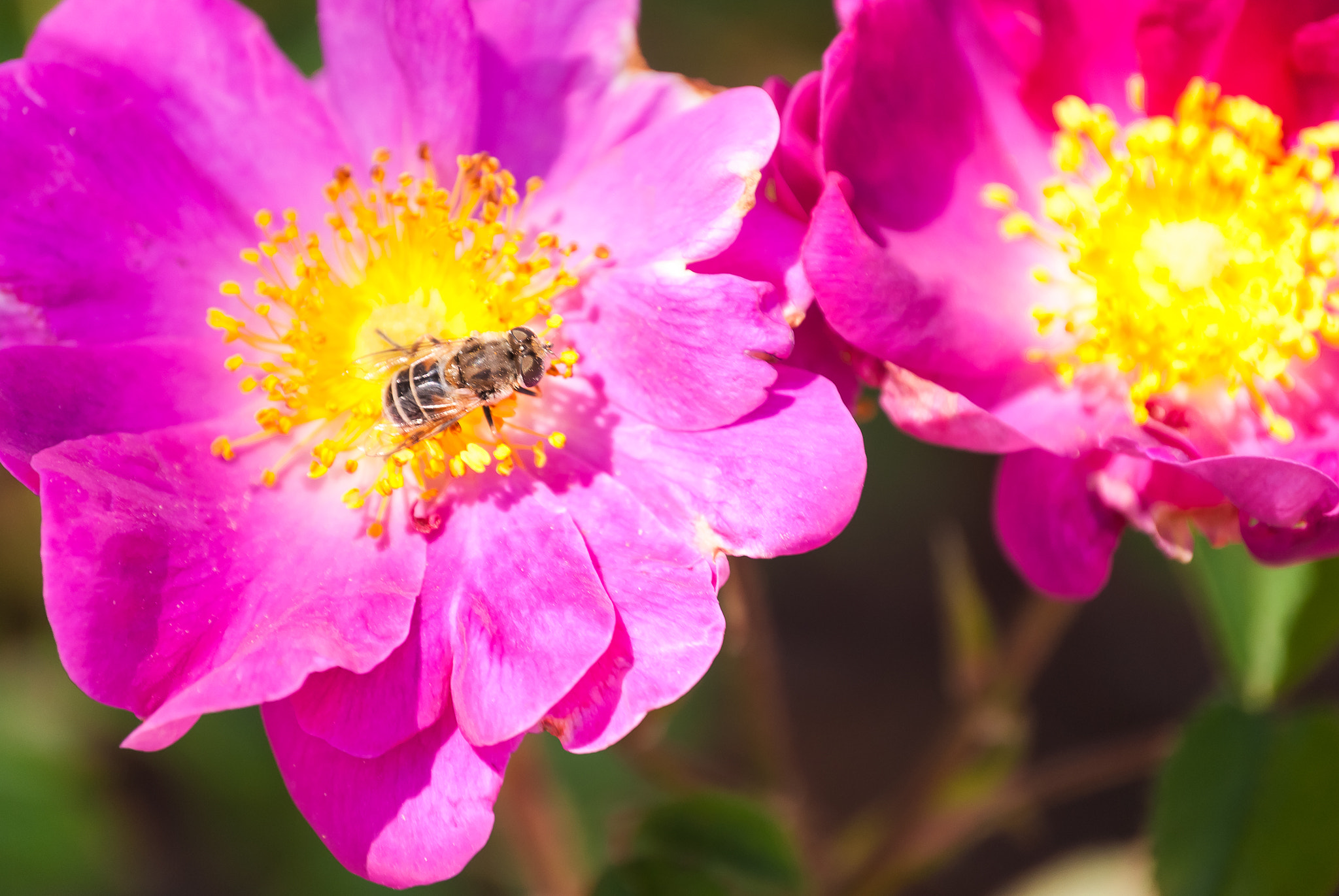 Nikon D80 sample photo. Little visitor photography