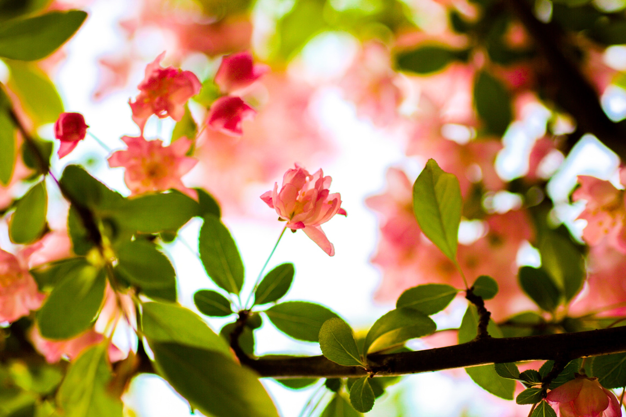 Sigma 18-50mm f/2.8 Macro sample photo. Sleeping forest photography