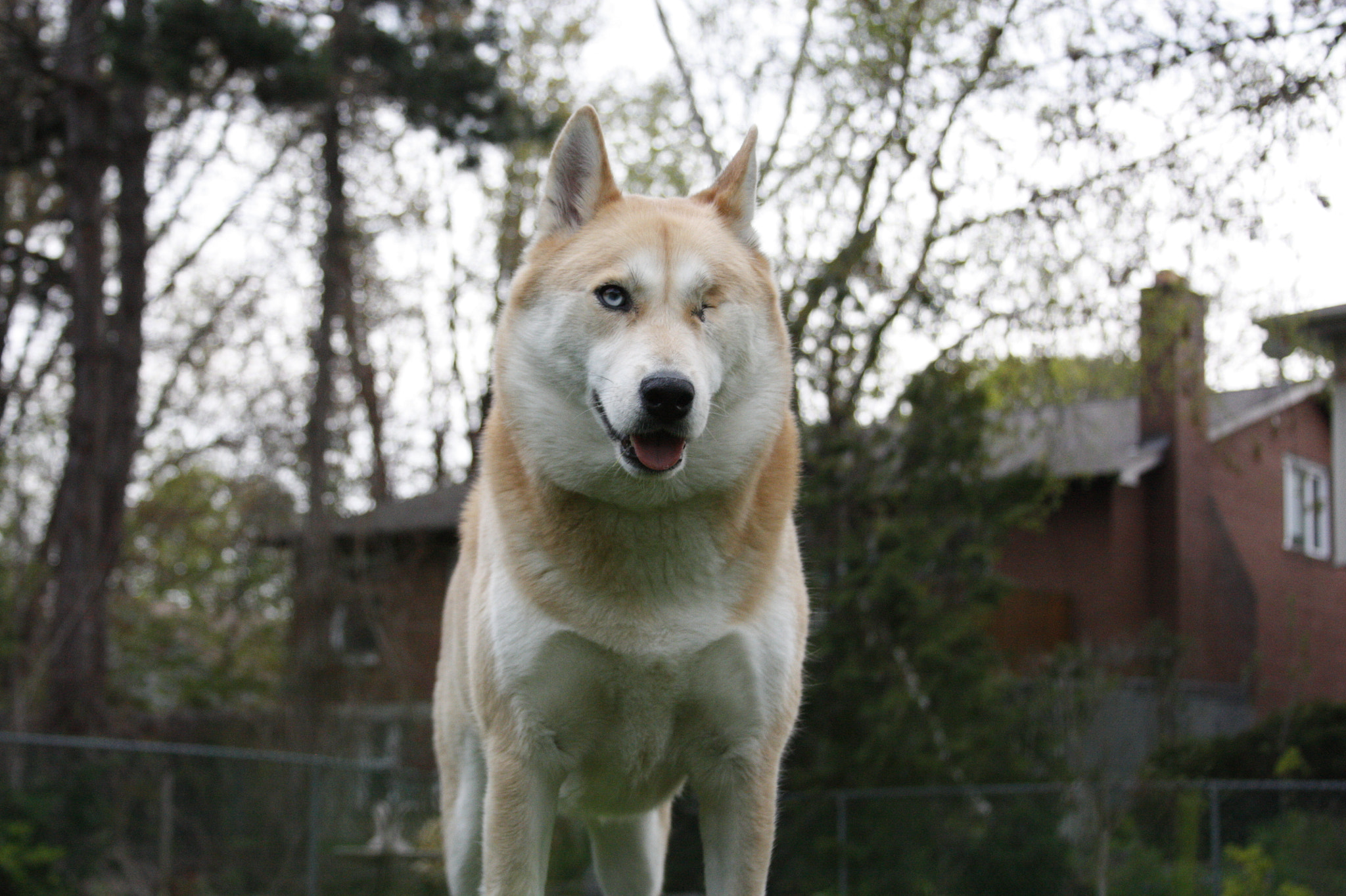 Canon EOS 450D (EOS Rebel XSi / EOS Kiss X2) sample photo. Hachi photography