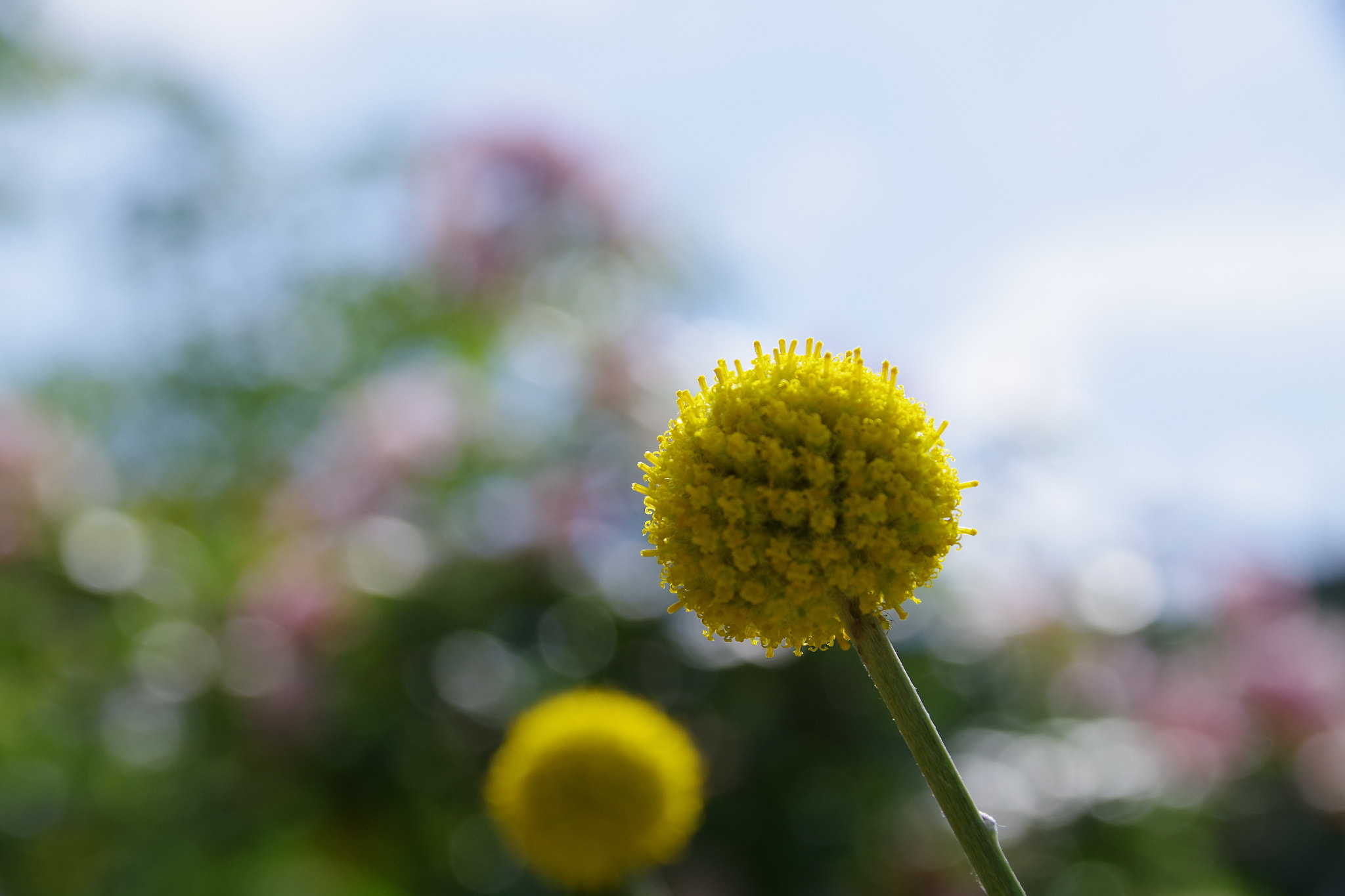 Sigma 18-300mm F3.5-6.3 DC Macro HSM sample photo. Imgp1892.jpg photography