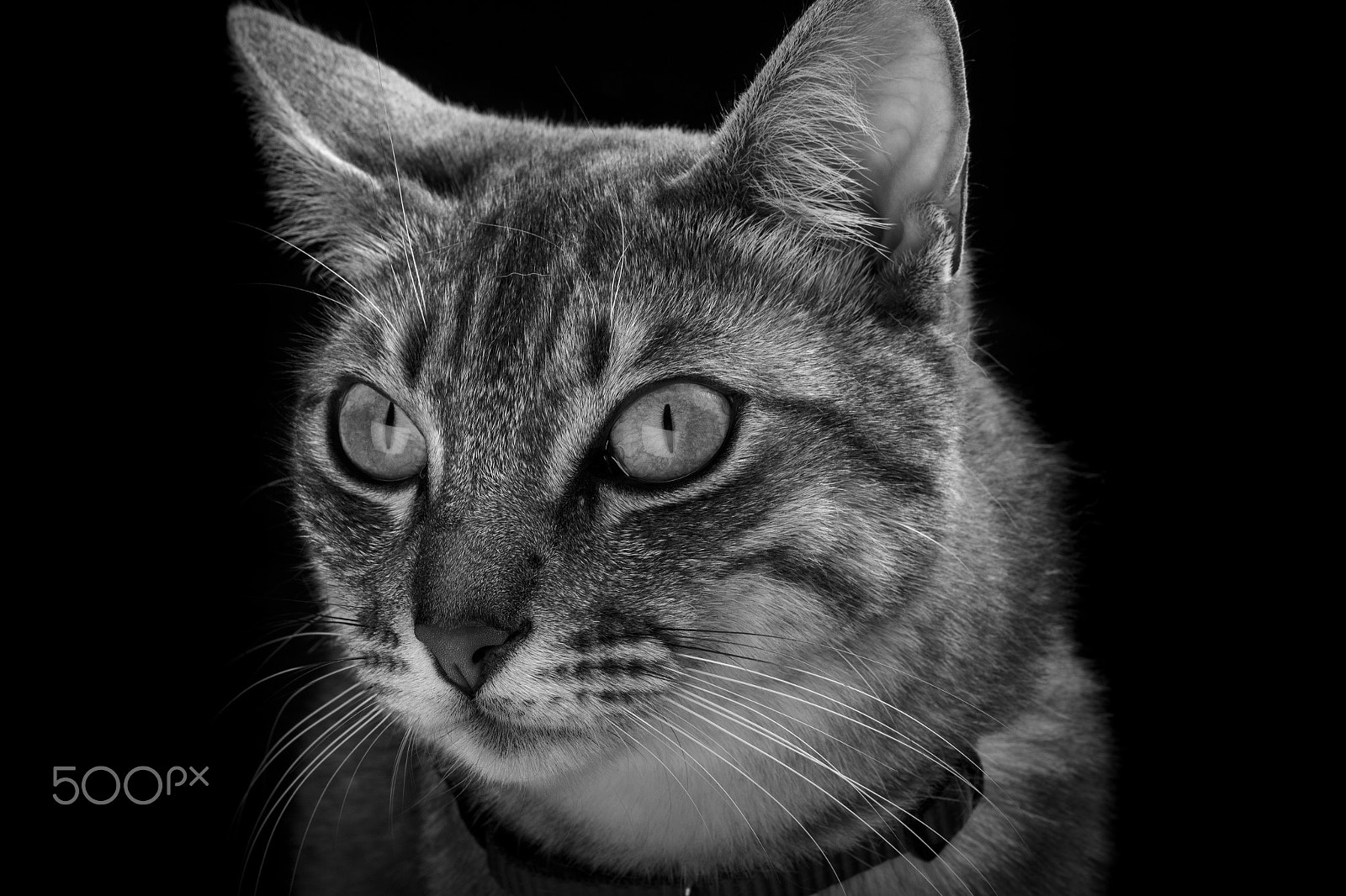 Canon EF 35-80mm f/4-5.6 sample photo. Lorenzo i photography