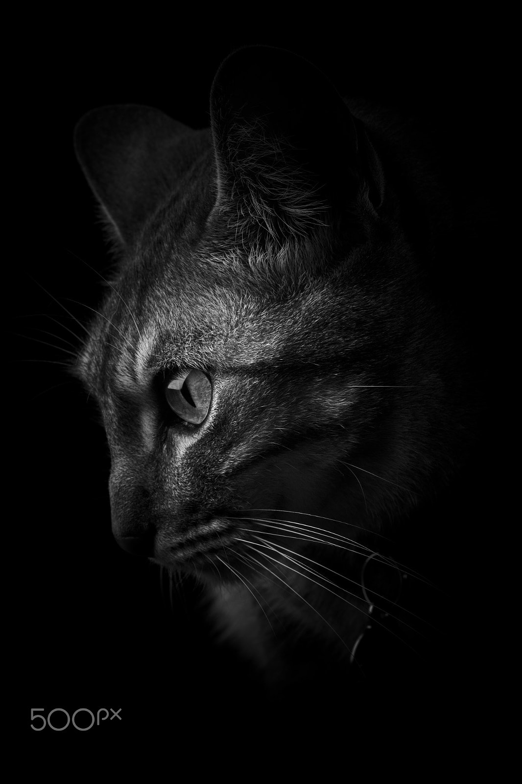 Canon EF 35-80mm f/4-5.6 sample photo. Lorenzo ii photography