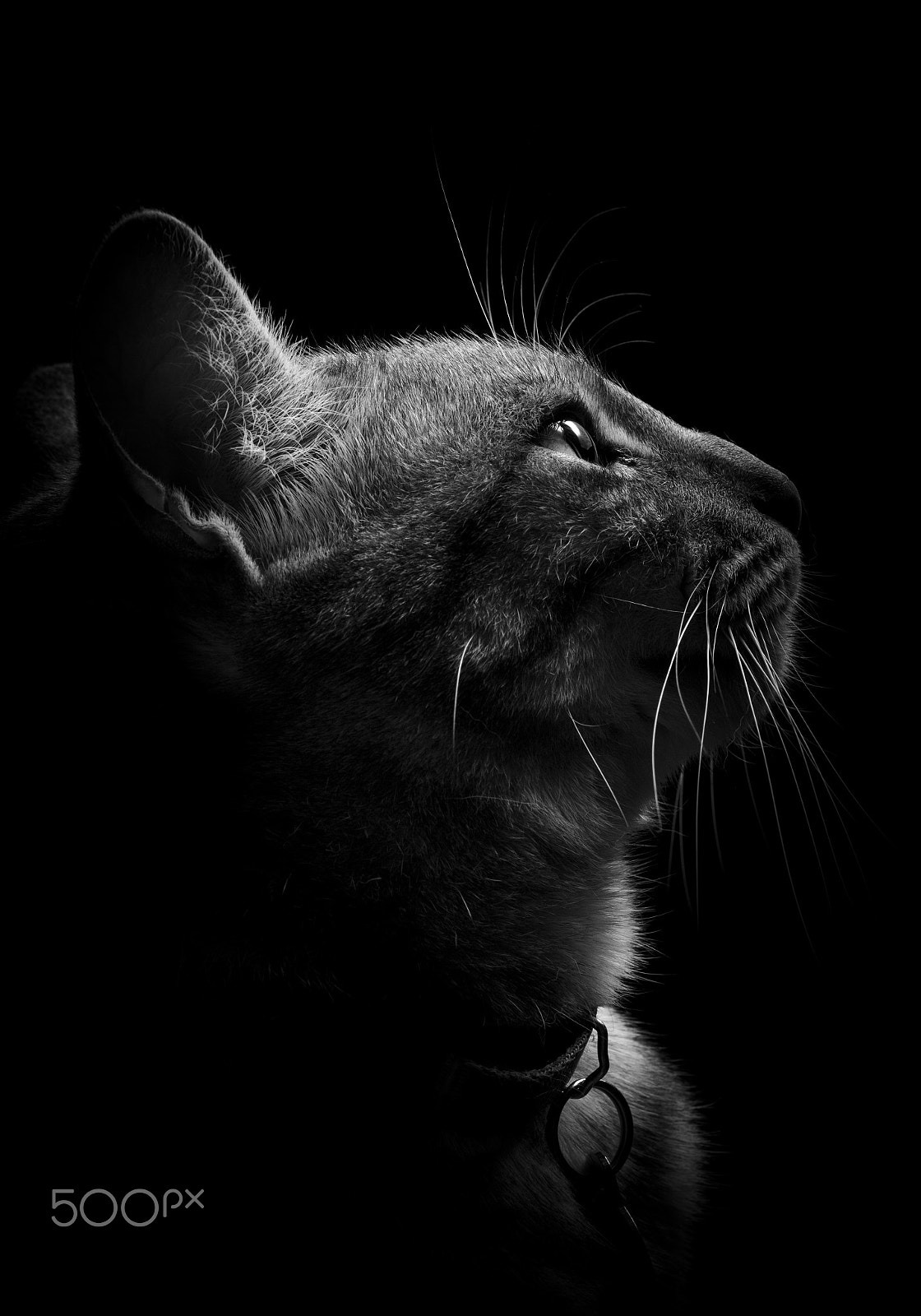 Canon EF 35-80mm f/4-5.6 sample photo. Lorenzo iii photography